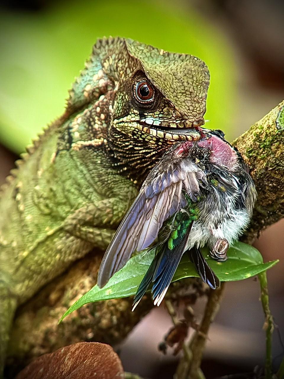 Guided walk in Manuel Antonio National Park, Costa Rica — image 11