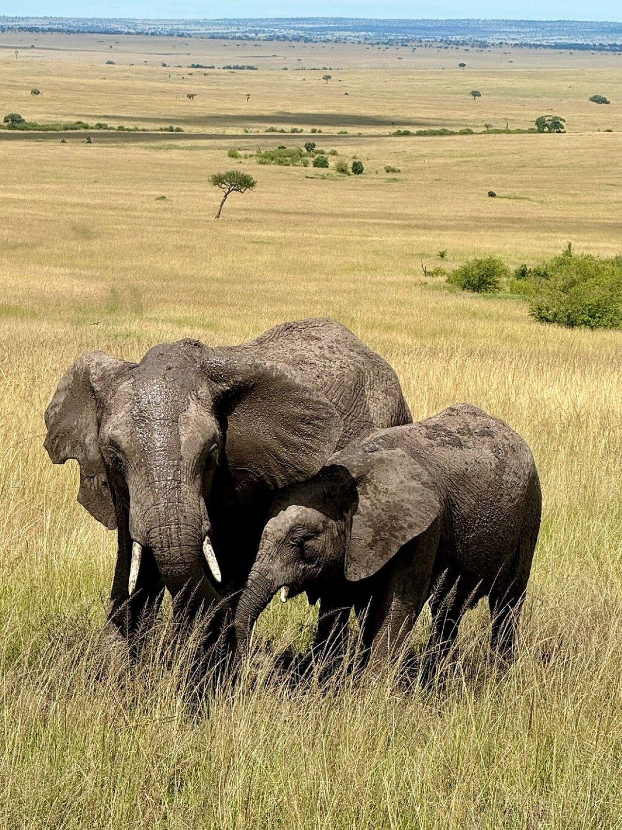 3-Day Maasai Mara Shared Jeep Safari from Nairobi