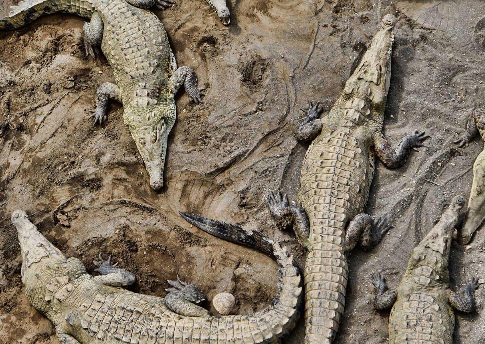 Crocodile Adventure on Tarcoles River