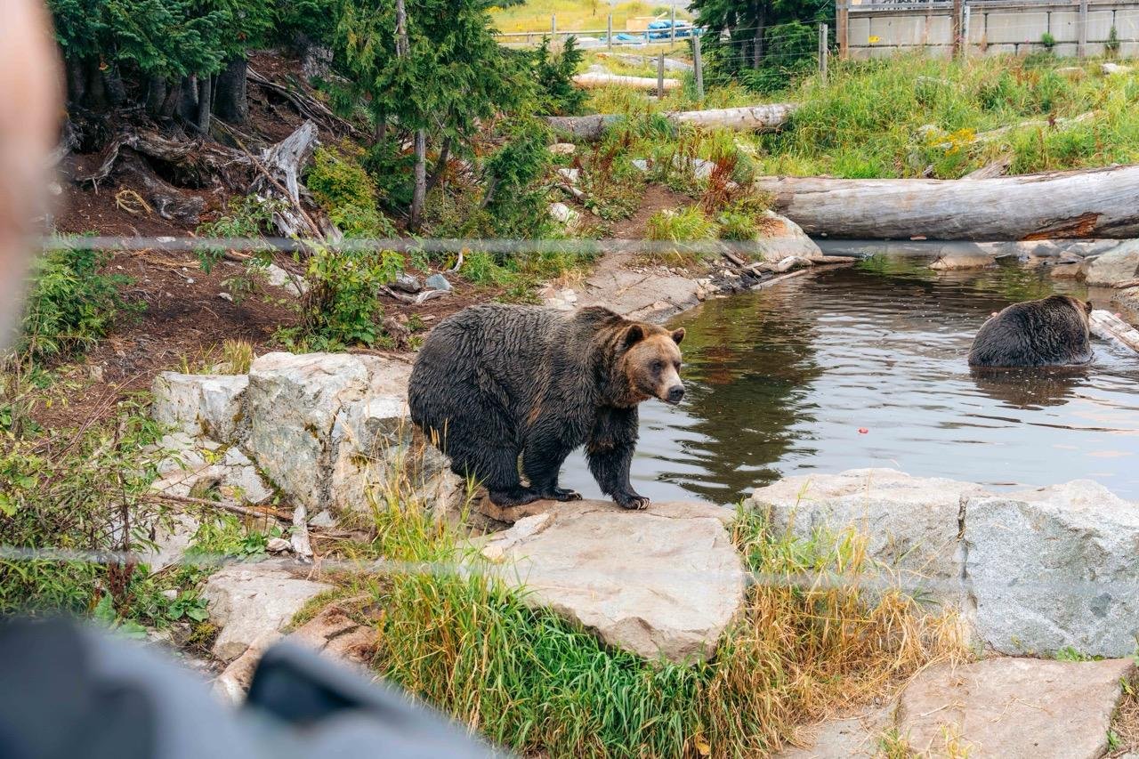 Capilano Suspension Bridge & Grouse Mountain Full-Day Tour