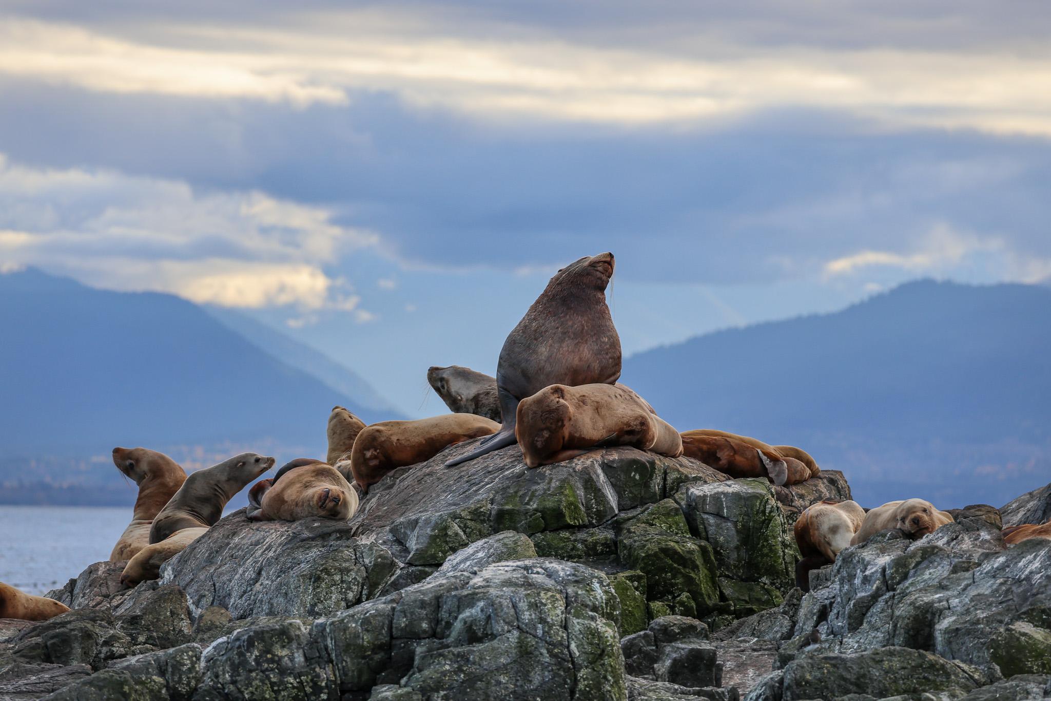 Victoria whale watching tour — orcas and marine wildlife in the Salish Sea — image 19