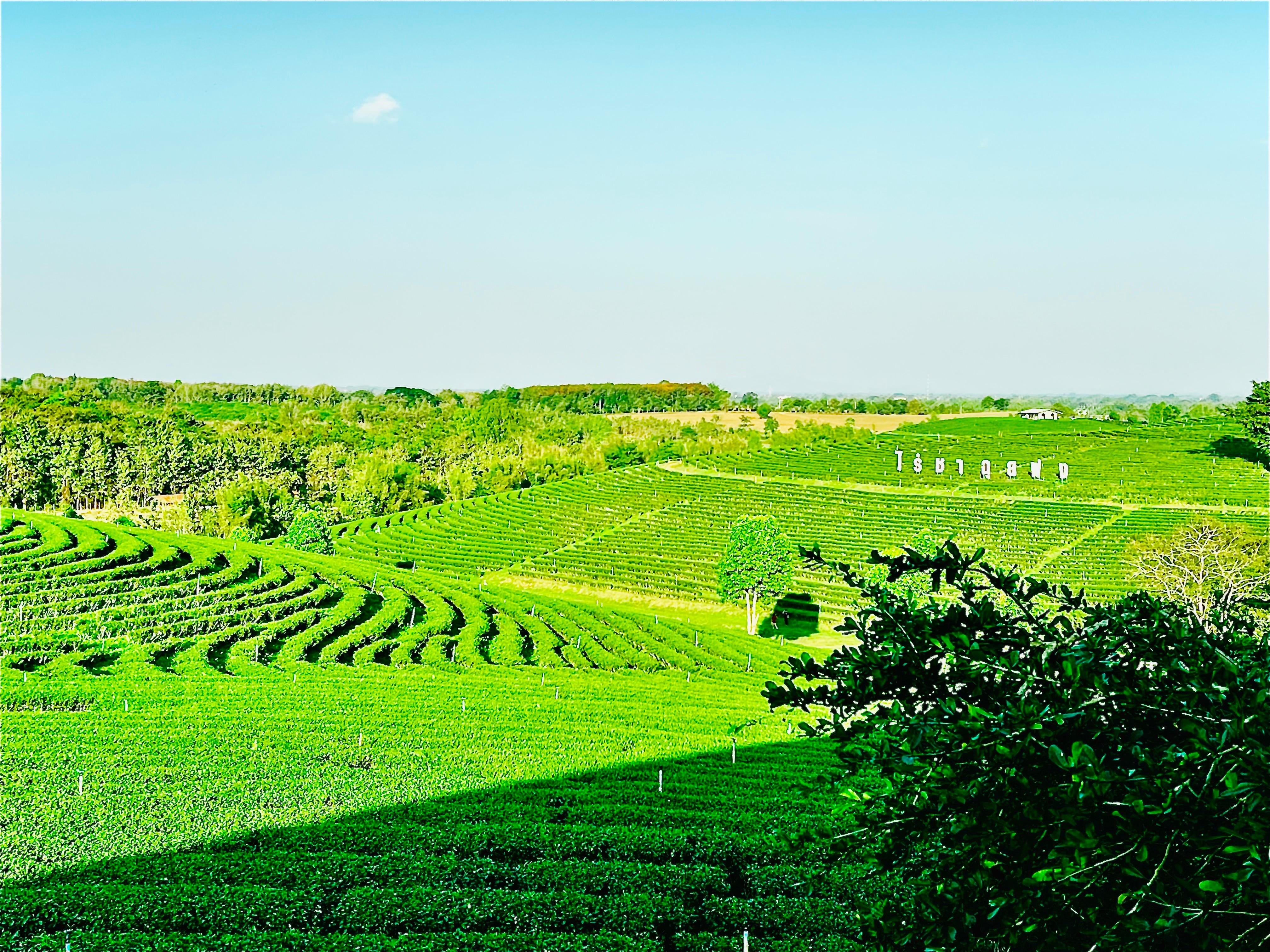 Chiang Rai: Personalized Private Sightseeing Tour