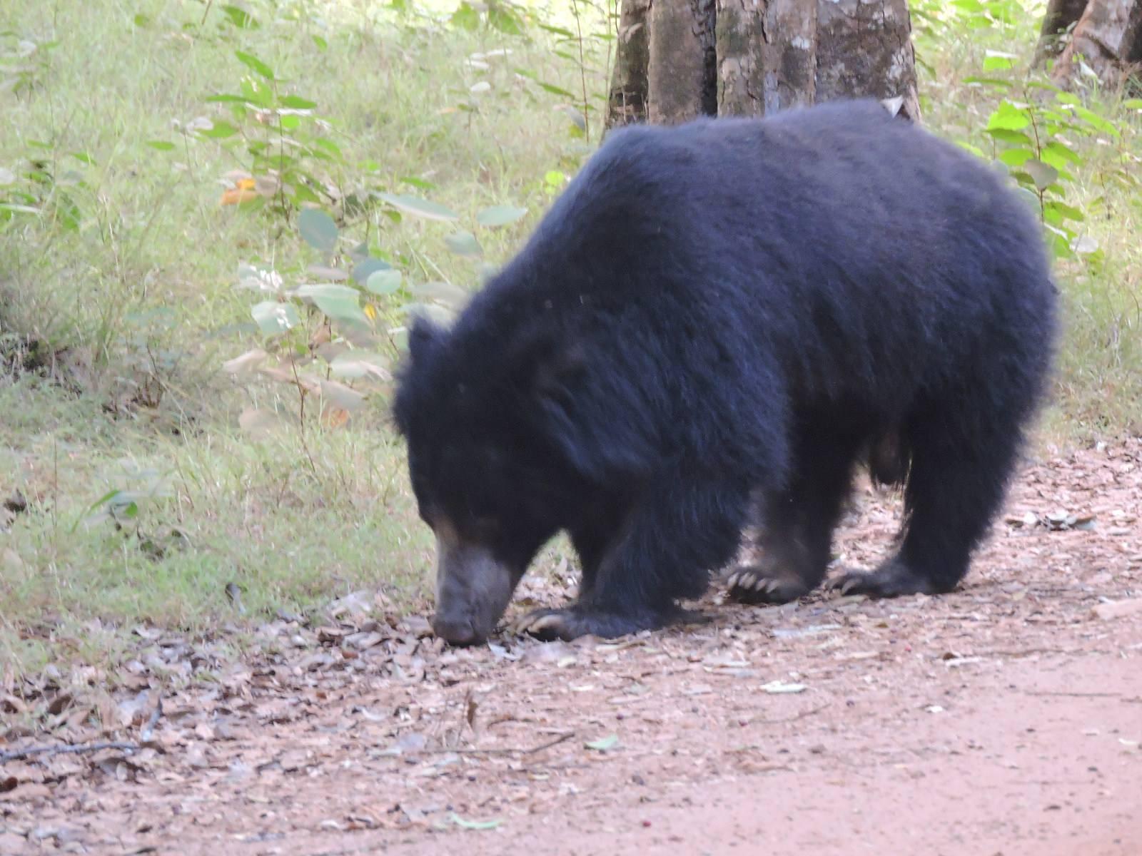 Full-Day Wilpattu National Park Leopard Safari from Anuradhapura