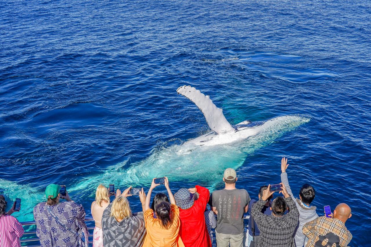 Gold Coast: Whale Watching Cruise & Sea World Entry