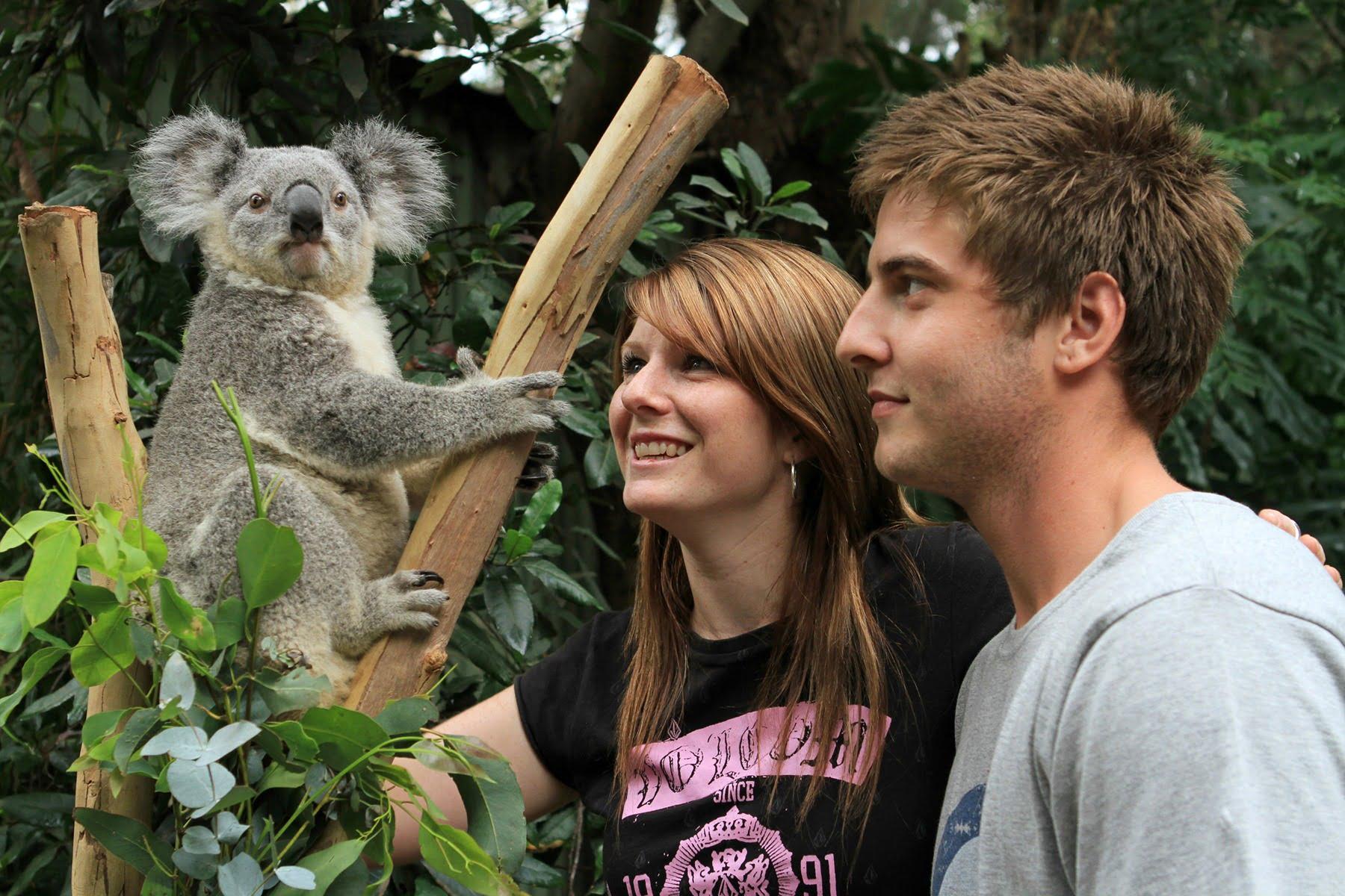 Private Blue Mountains Wildlife & Scenic World Experience