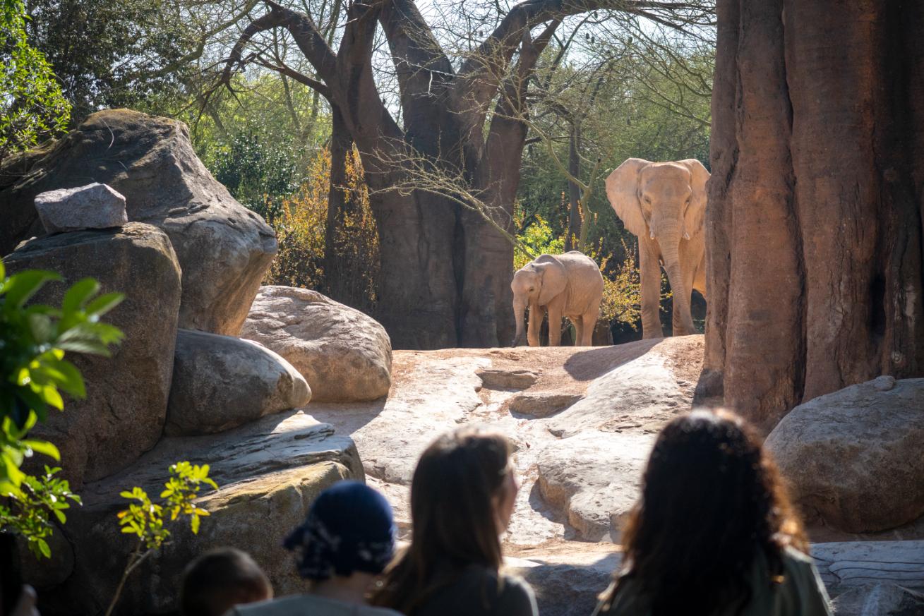 Bioparc Valencia Entry Ticket