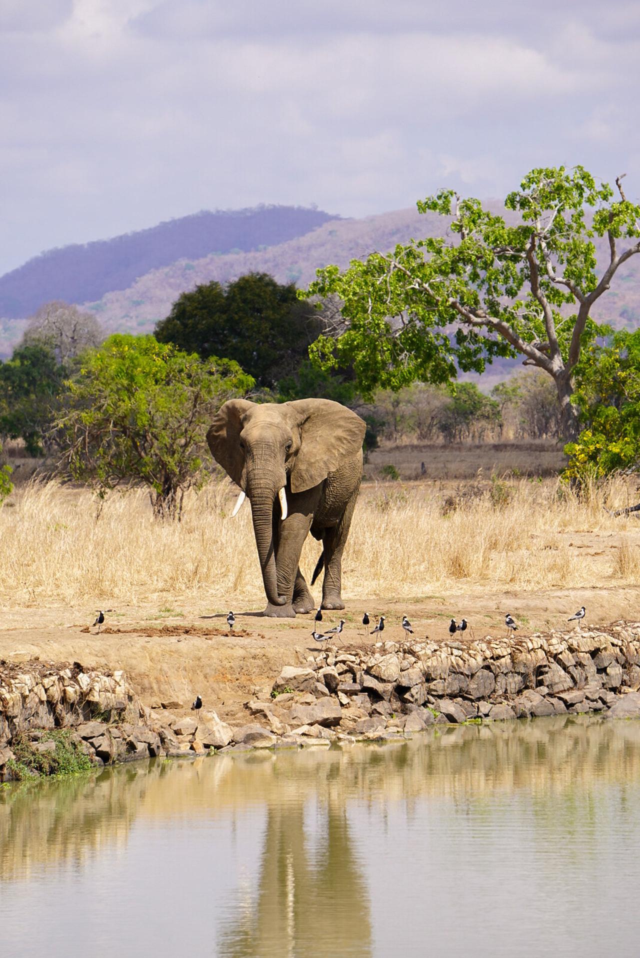 Zanzibar to Mikumi: Fly-In Safari Day Trip with Bush Lunch
