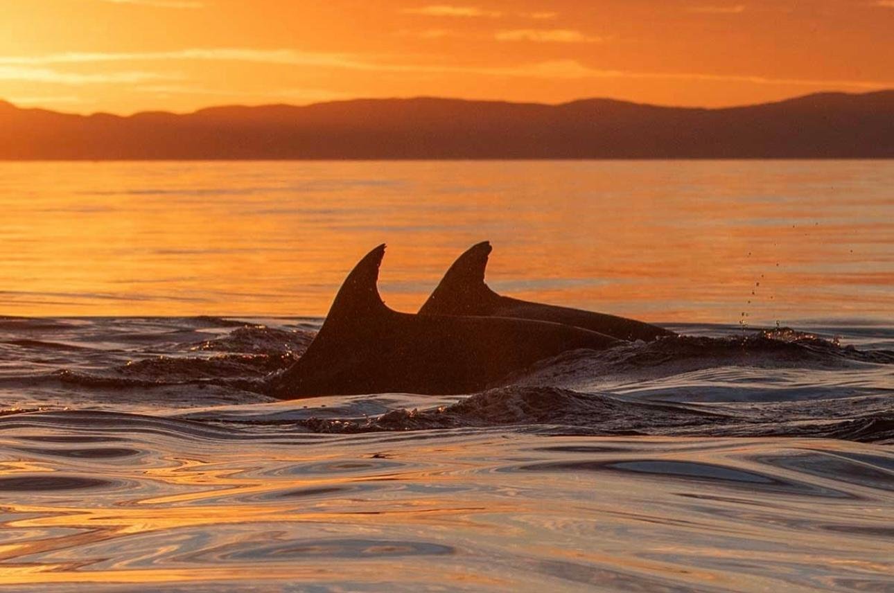 Olbia Dolphin Watching Cruise at Sunset