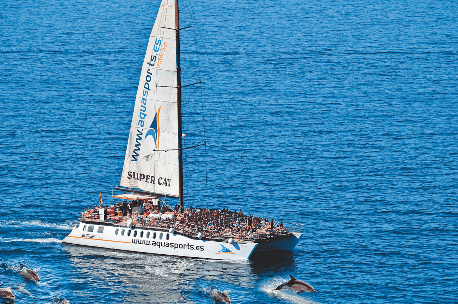 Gran Canaria: 2-Hour Dolphin & Whale Watching Catamaran Cruise