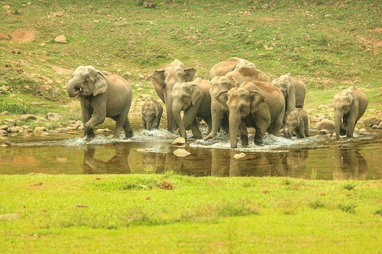 Munnar Wild Elephant Jeep Safari & Waterfall Tour