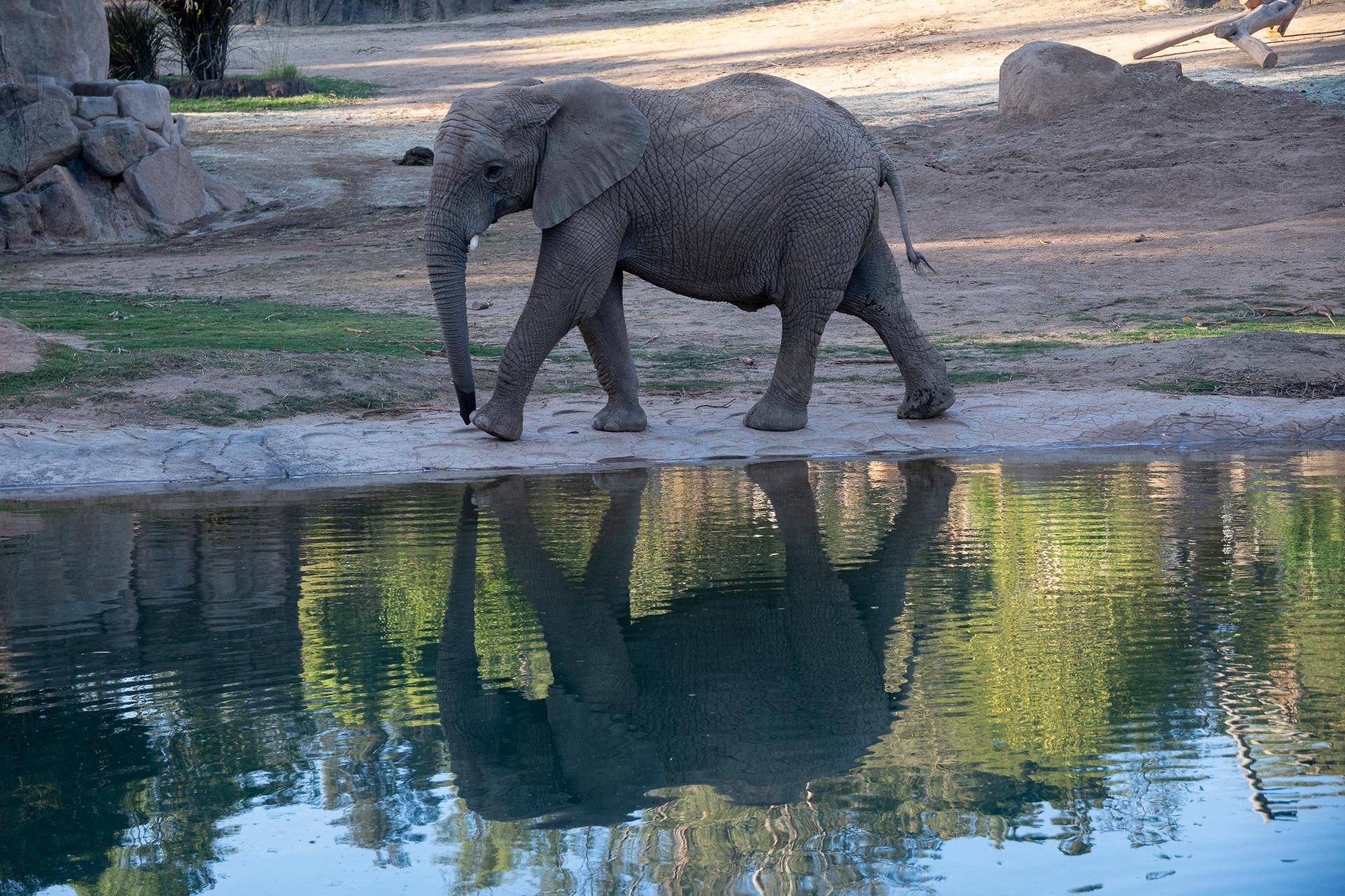 San Diego Zoo admission — animals and habitats in Balboa Park, San Diego — photo 11