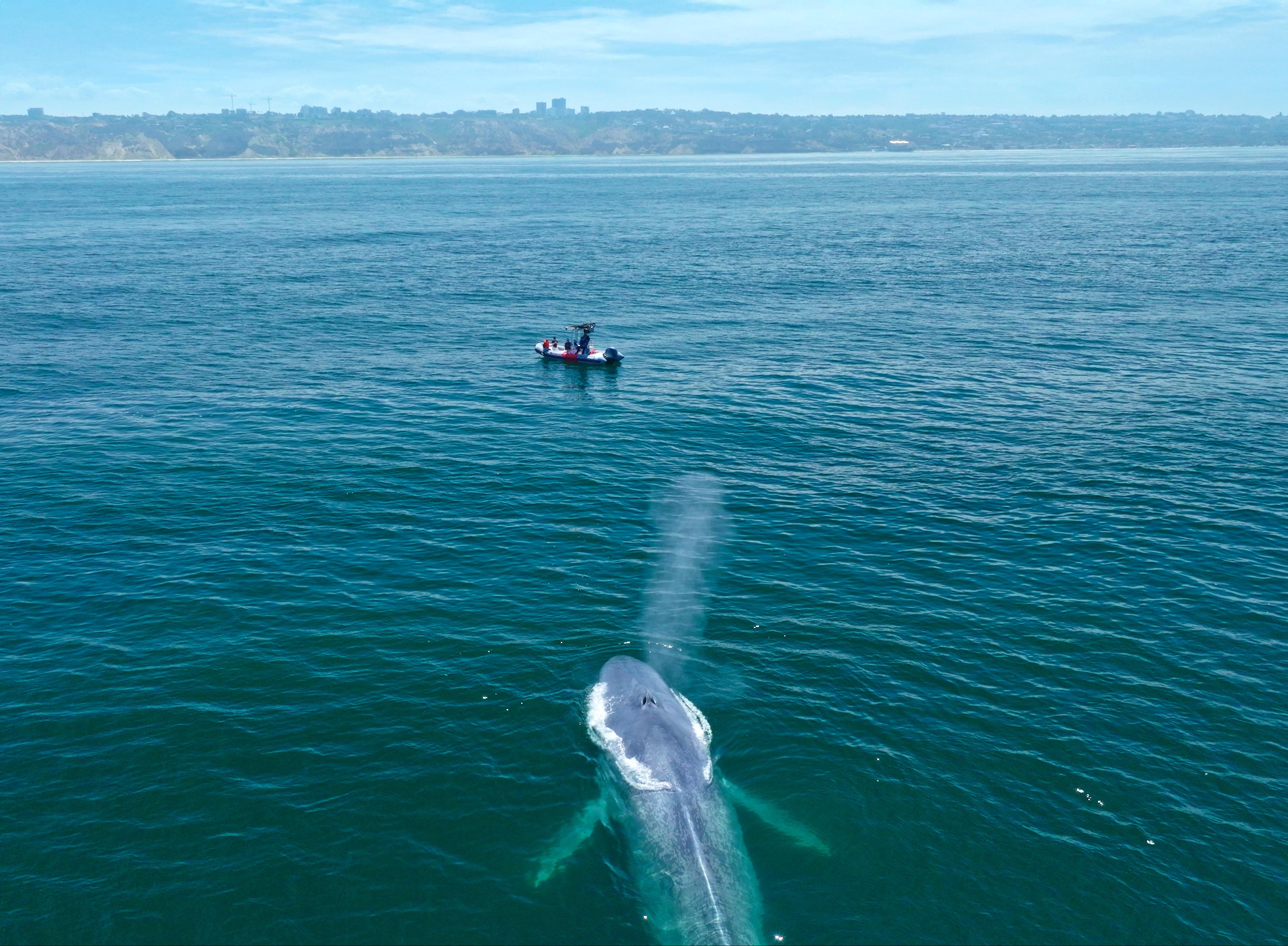 Blue Whale Watching Expedition
