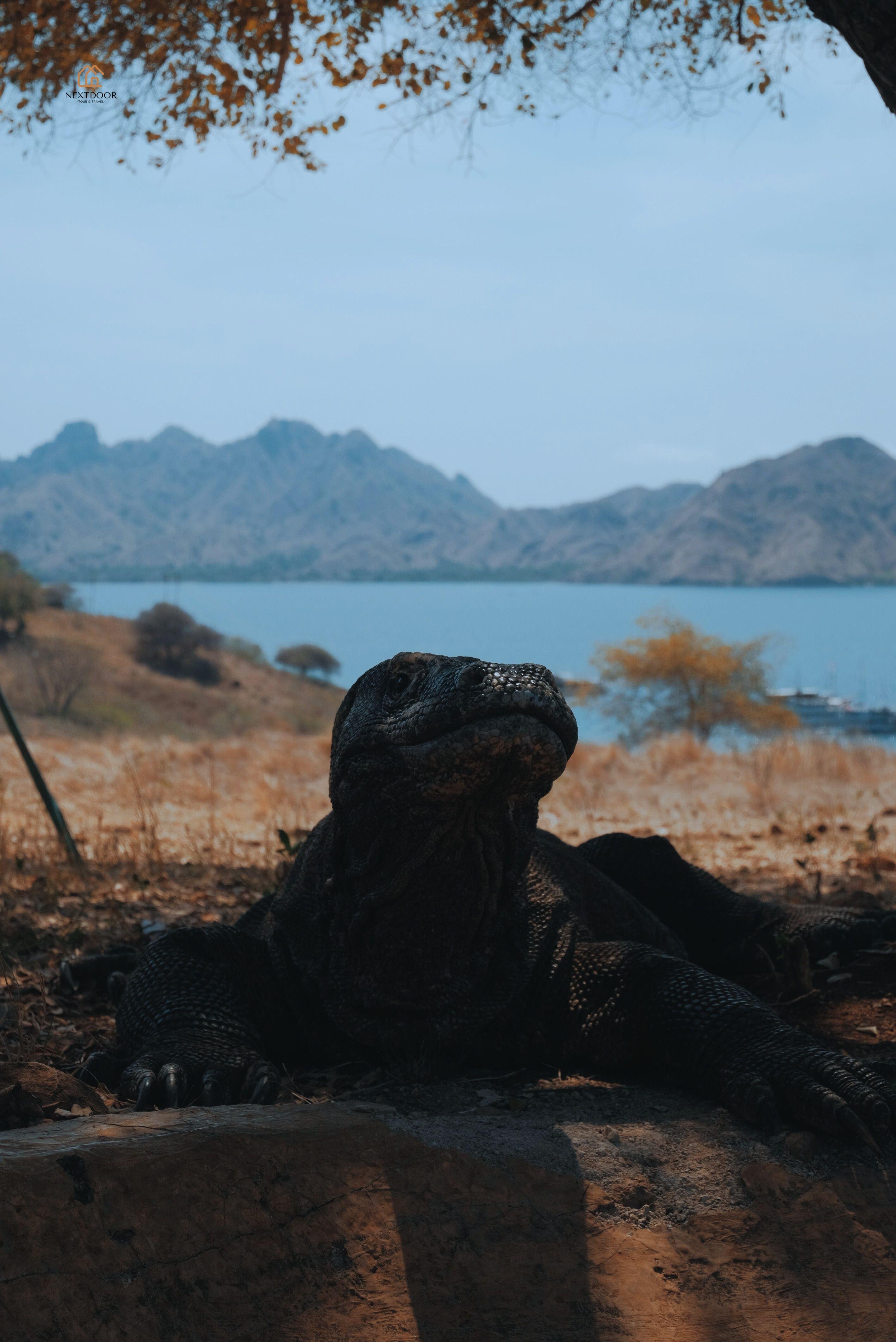 Komodo & Pink Beach 2-Day Shared Boat Adventure from Labuan Bajo