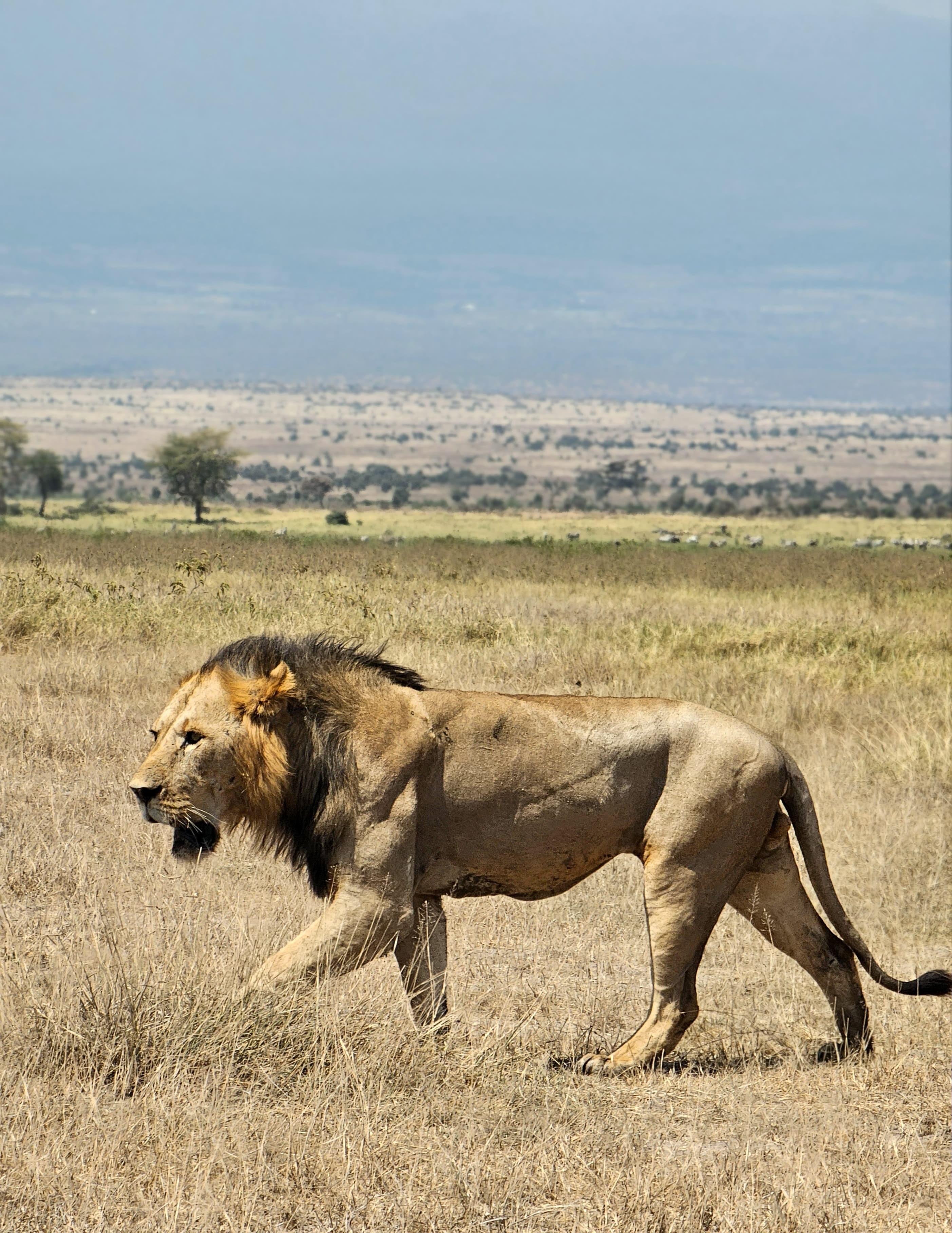 3-Day Masai Mara Safari Adventure from Nairobi