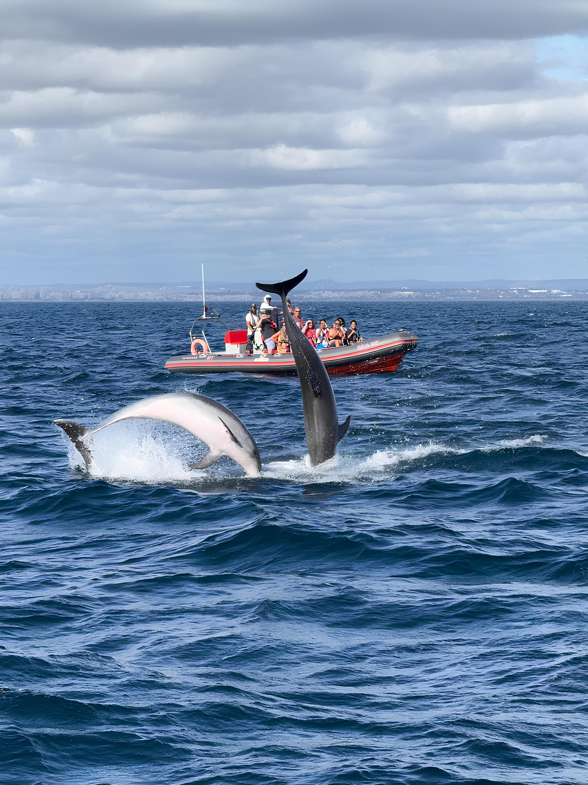 Dolphin Watching & Benagil Cave Boat Tour from Albufeira