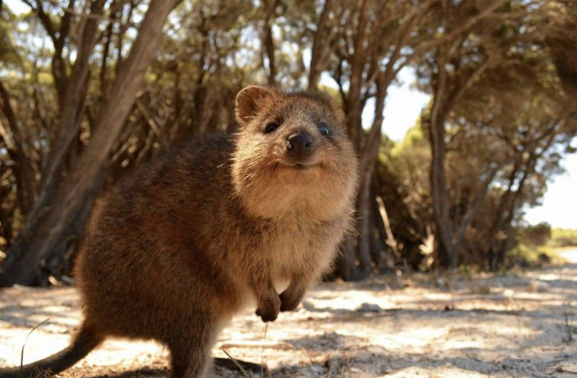 Rottnest Island Aerial Adventure with Island Exploration