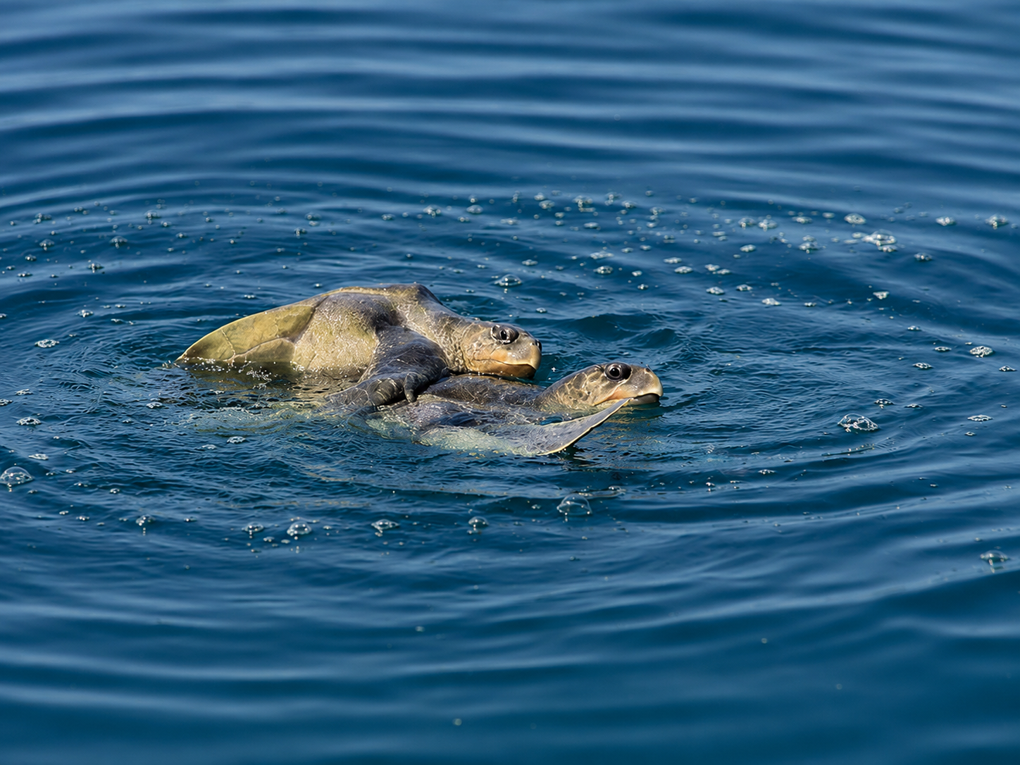 Mirissa Blue Whale Safari & Turtle Snorkeling Adventure