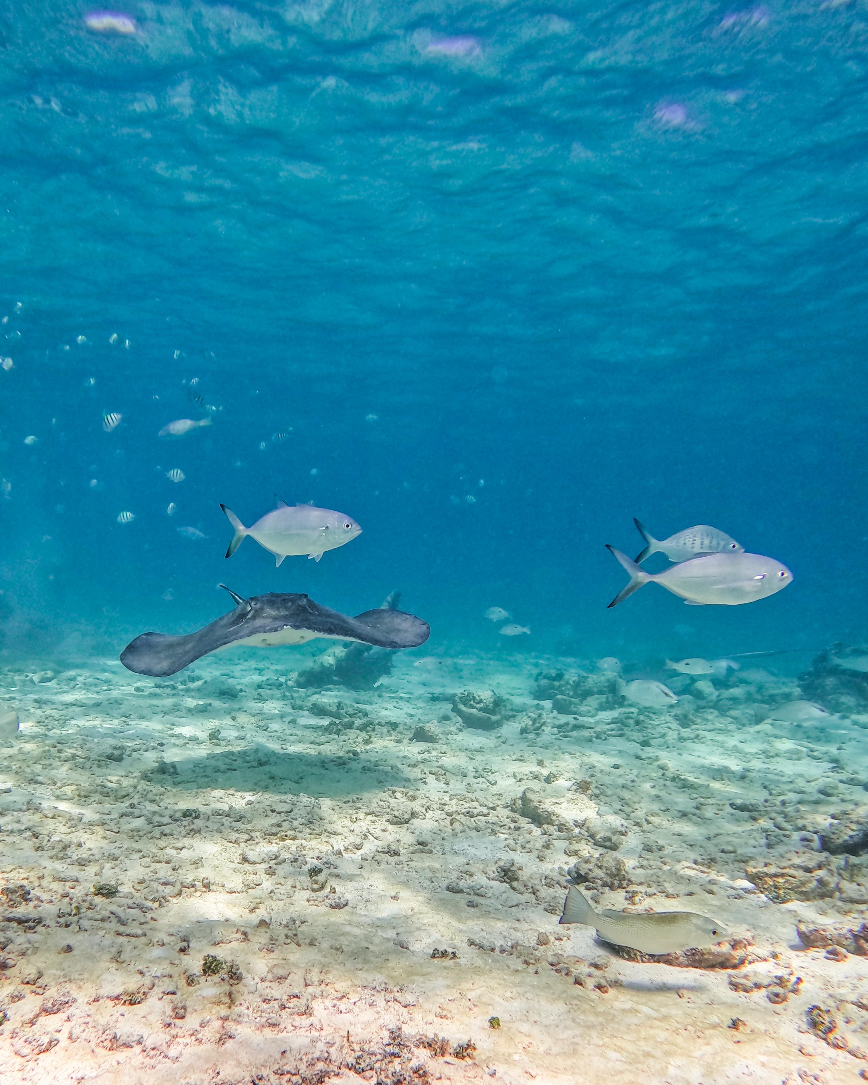 Tulum Reef Snorkeling: Two Sites in Two Hours