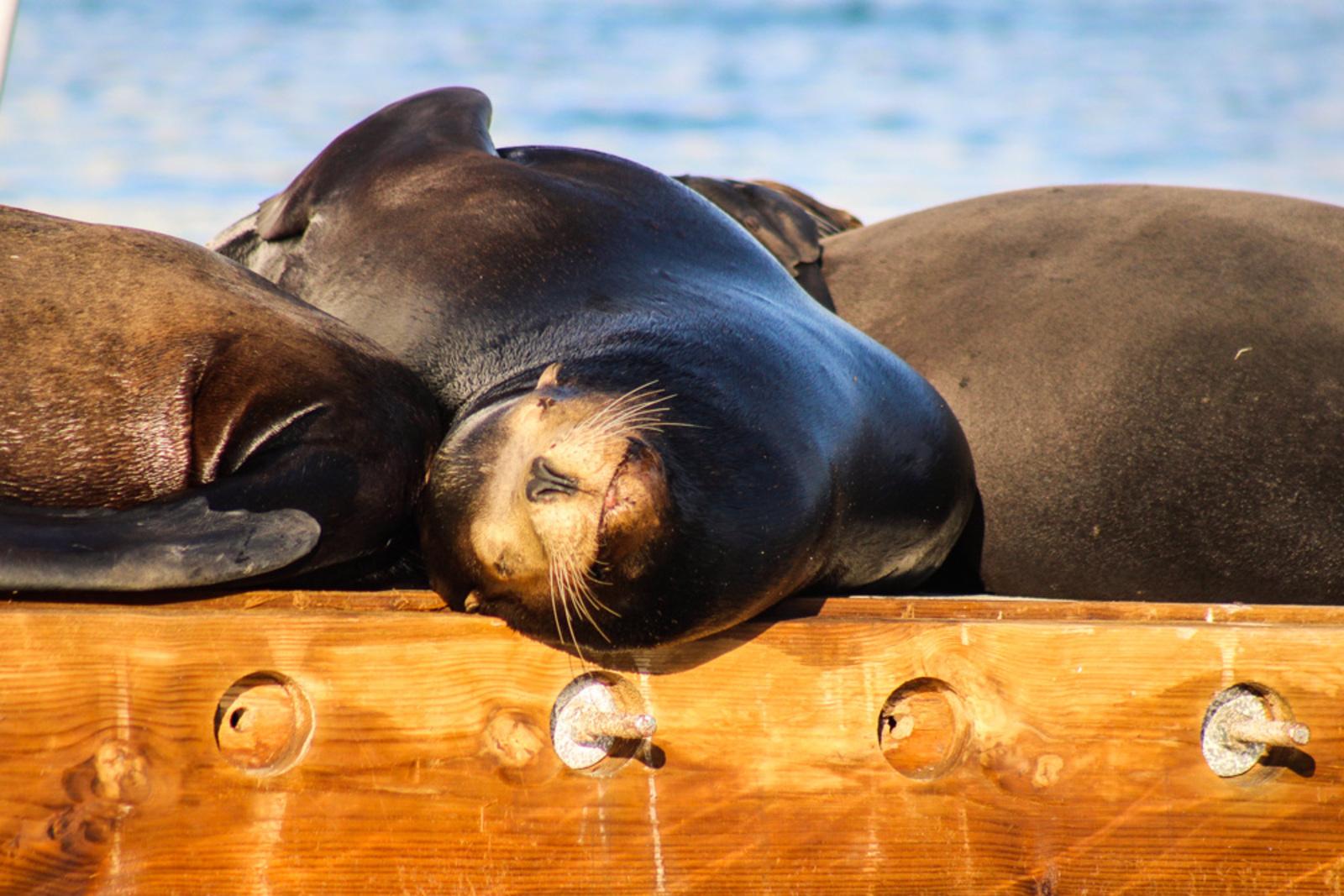 Cabo San Lucas Sunset Cruise