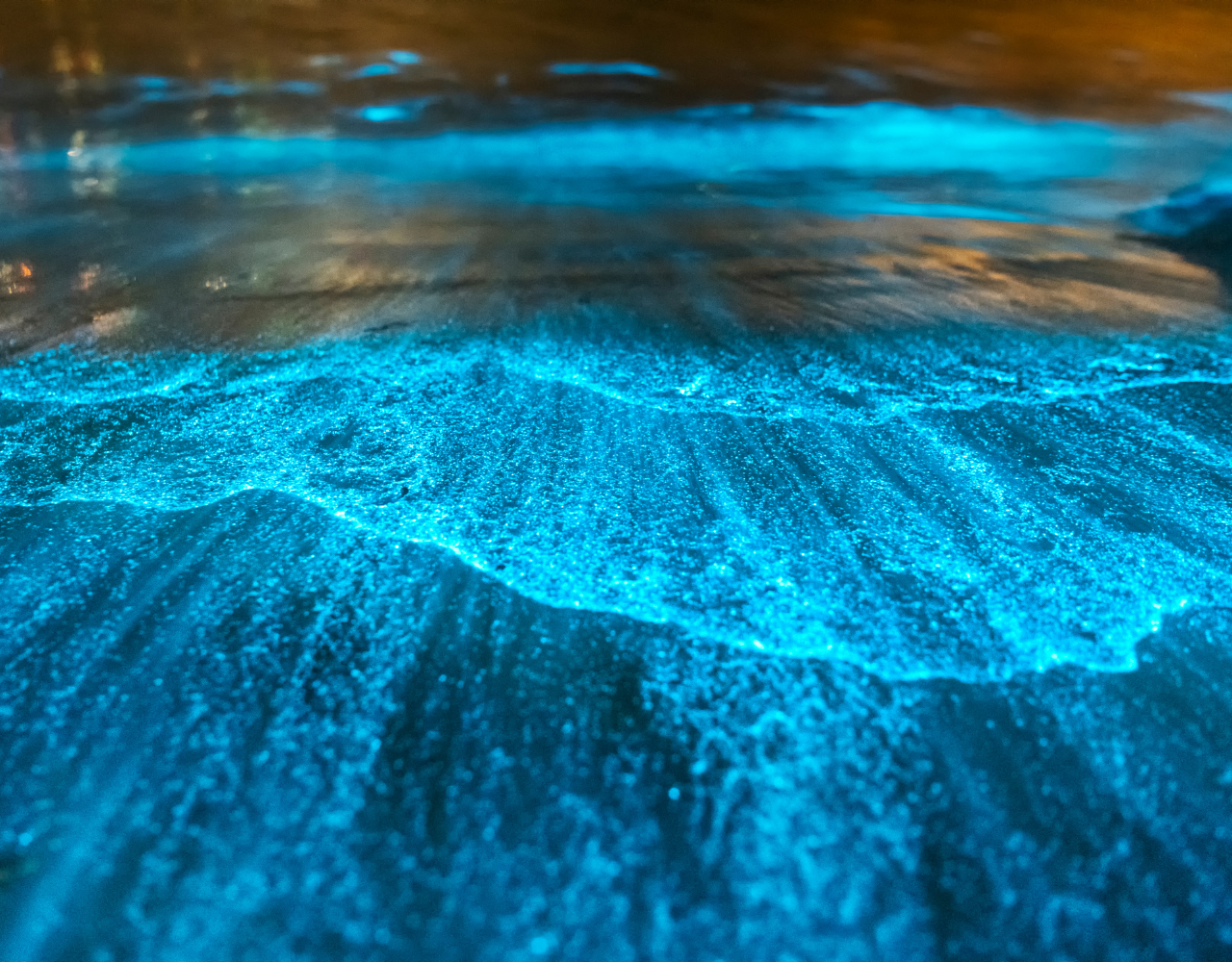 Bioluminescent Paddleboard Experience at Sunset