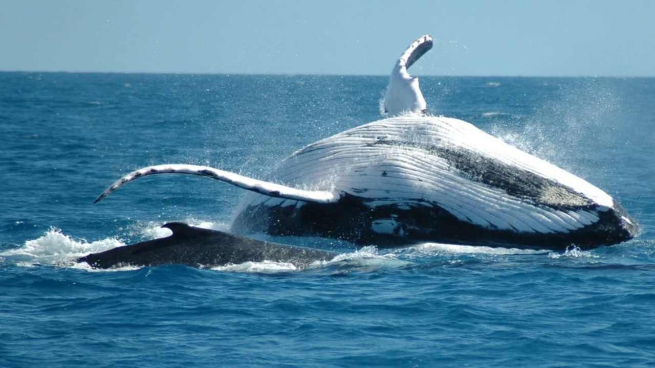 Samaná Whale Watching & Bacardi Island Adventure