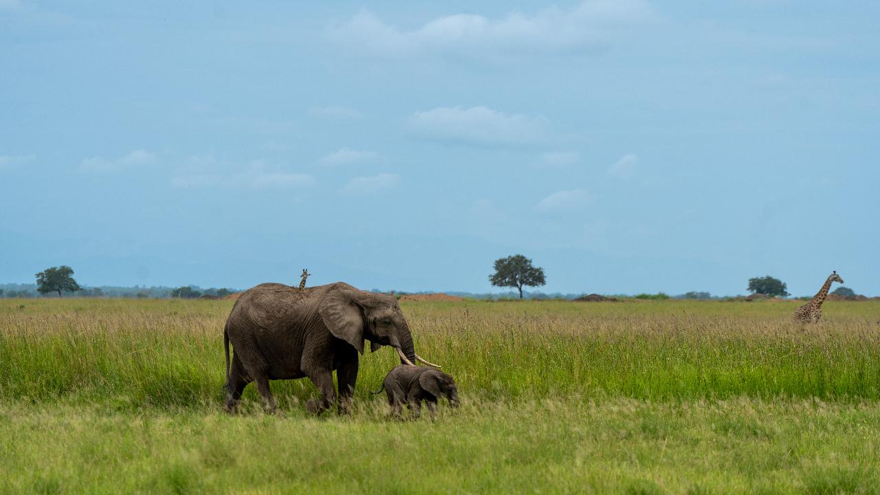 Zanzibar to Mikumi: Fly-In Safari Day Trip with Bush Lunch