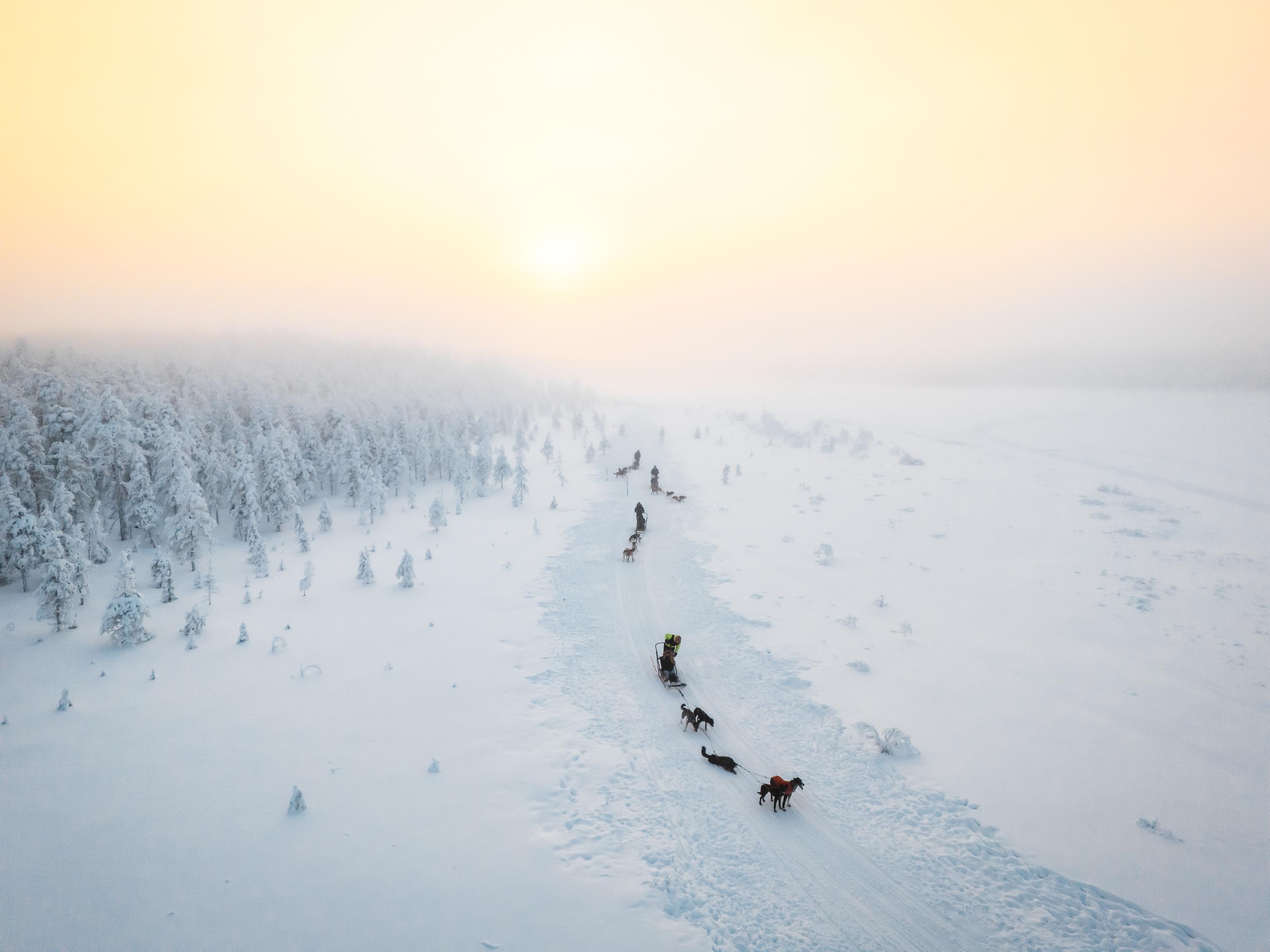 Rovaniemi Daytime Husky Safari