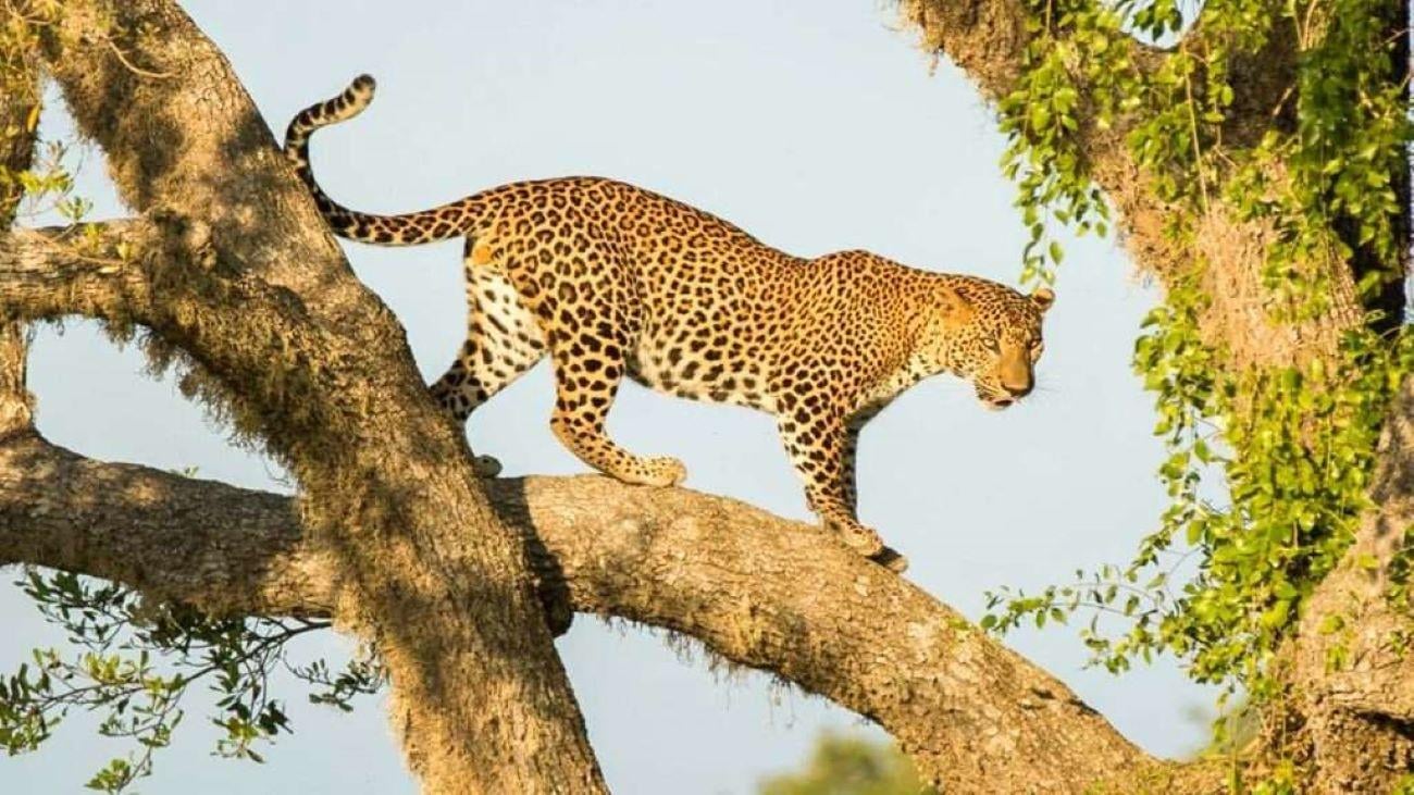 7-Day Private Sri Lanka Highlights Chauffeur Tour