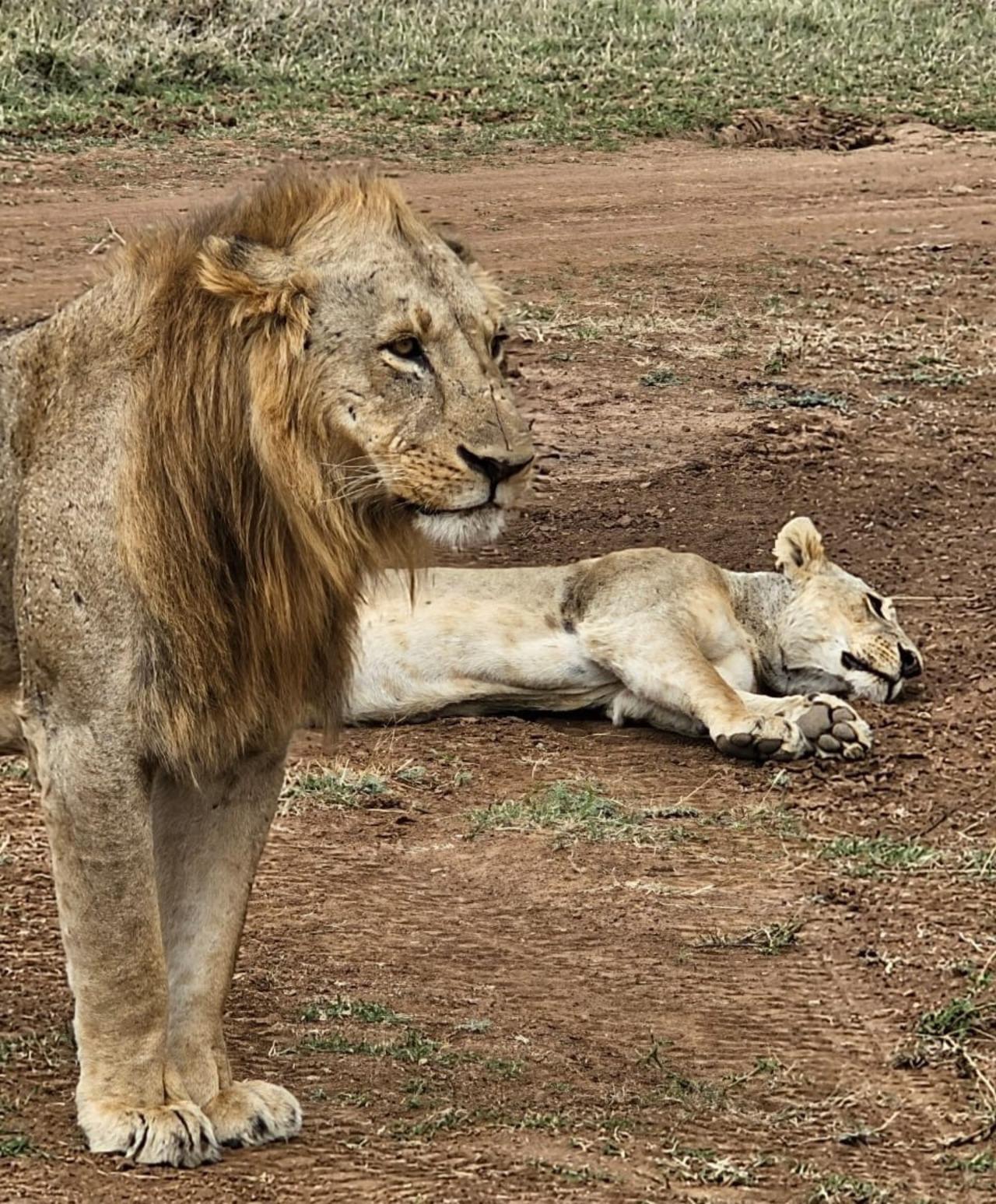 Nairobi National Park Half-Day Wildlife Safari