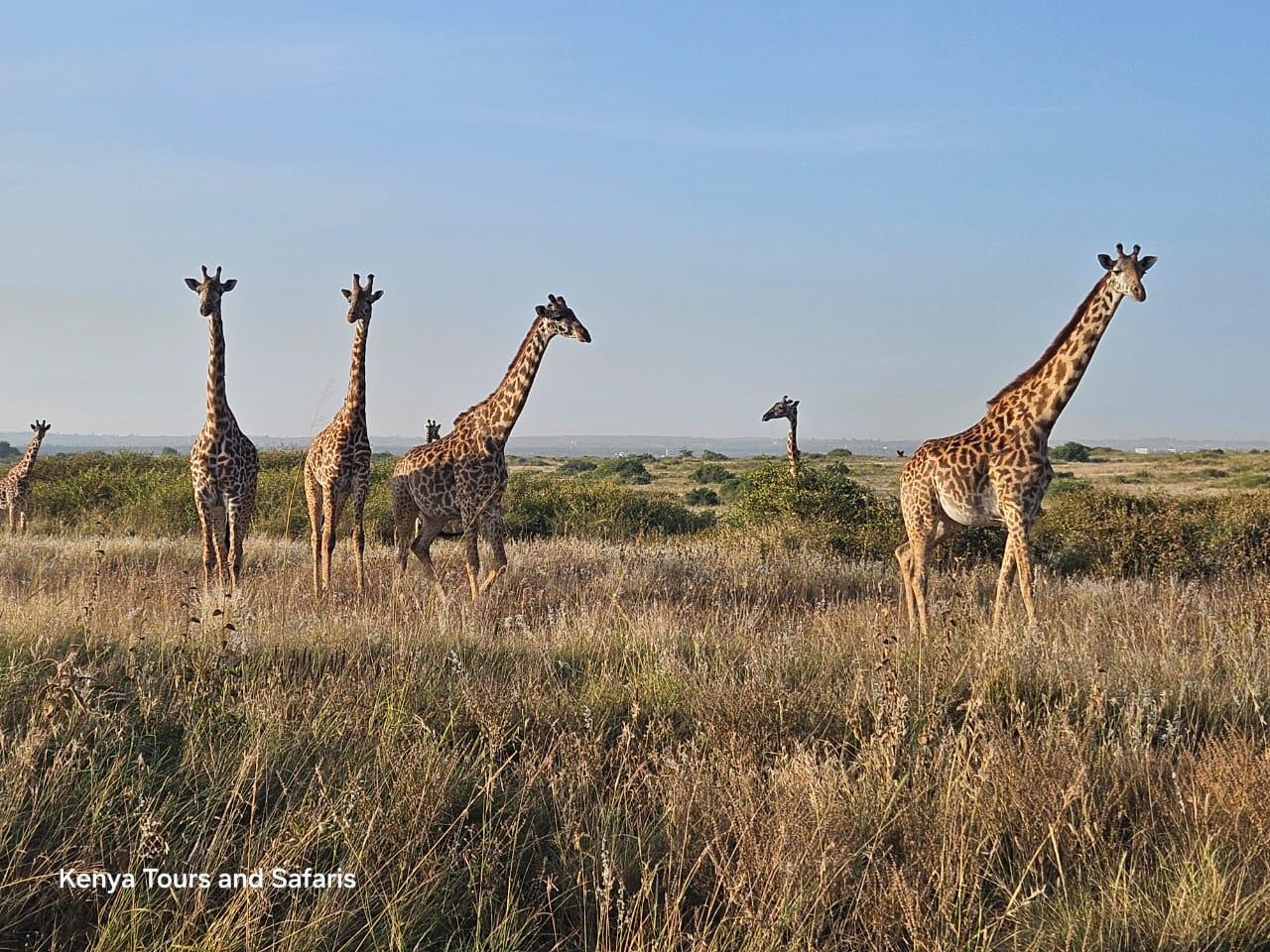 Nairobi National Park: Early Morning Guided Safari