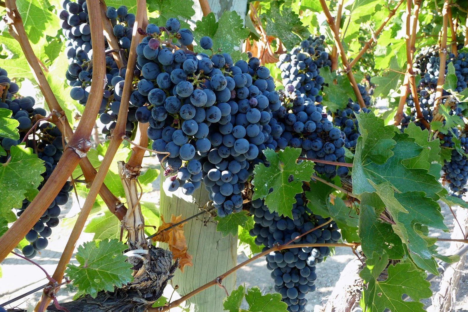 Mount Etna Half-Day Trek & Wine Tasting from Catania