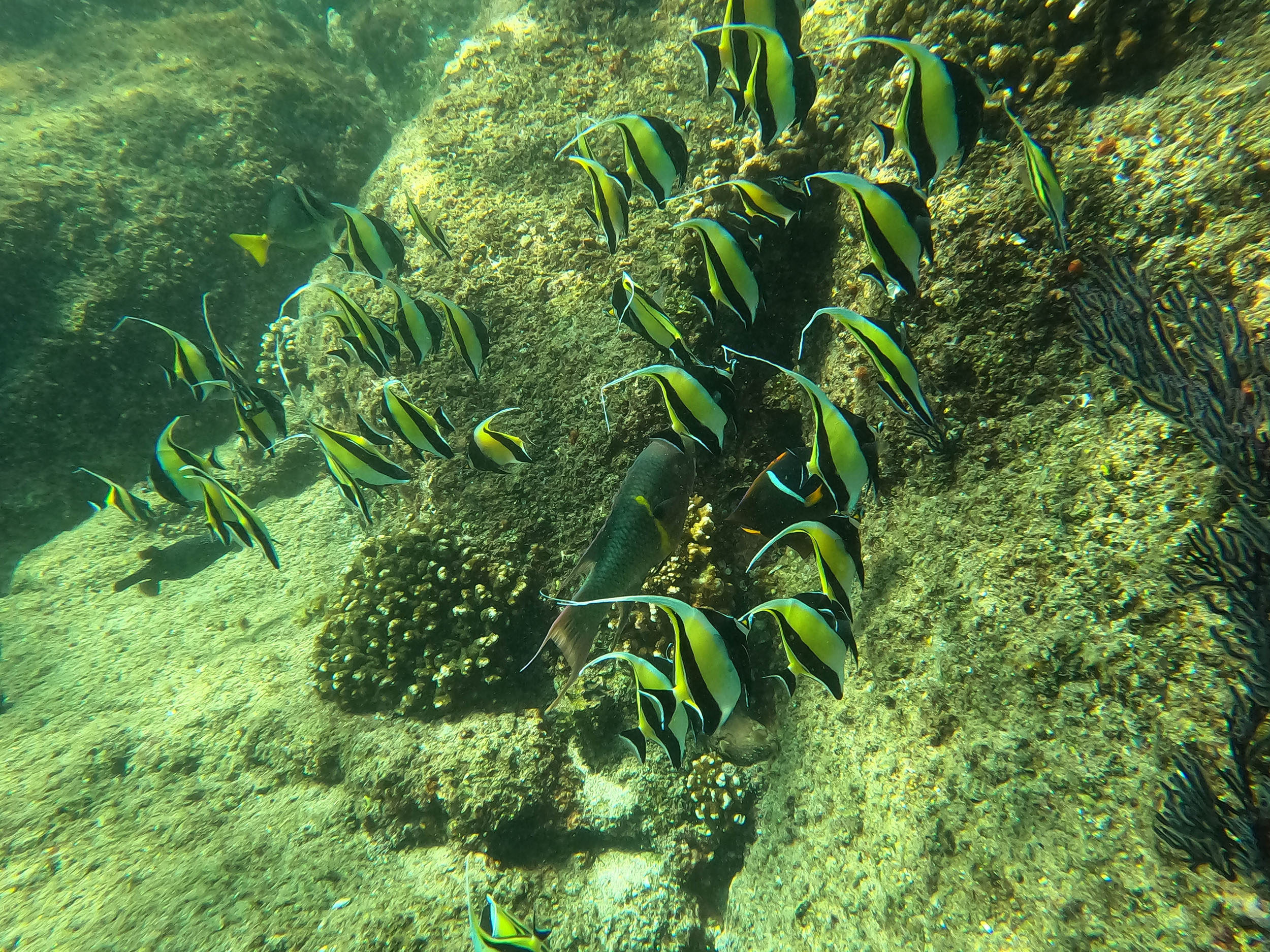 Los Cabos Sunrise Kayak to The Arch, Snorkel & Hotel Transfer