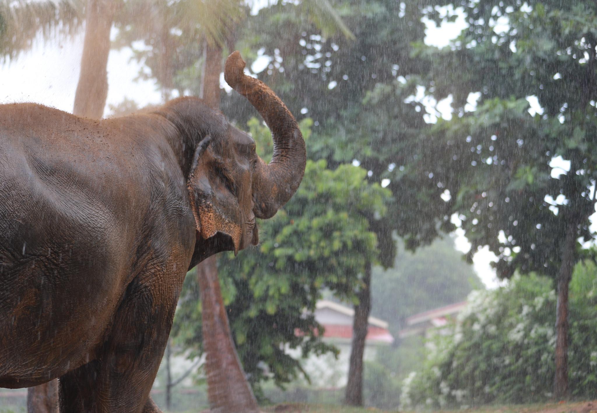 Samui Ethical Elephant Sanctuary Half-Day Experience