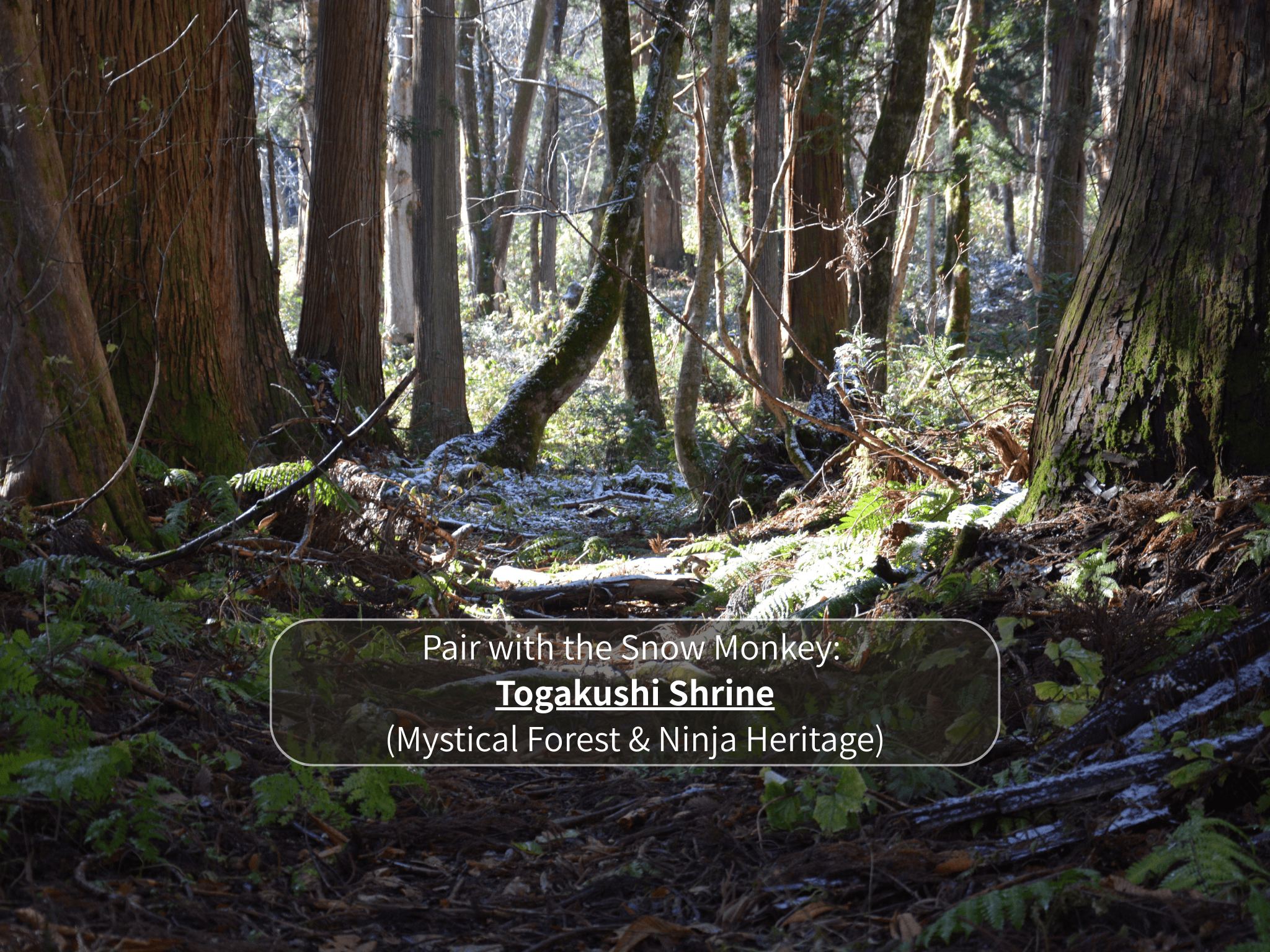 Nagano Snow Monkeys & Hidden Gems Private Day Tour