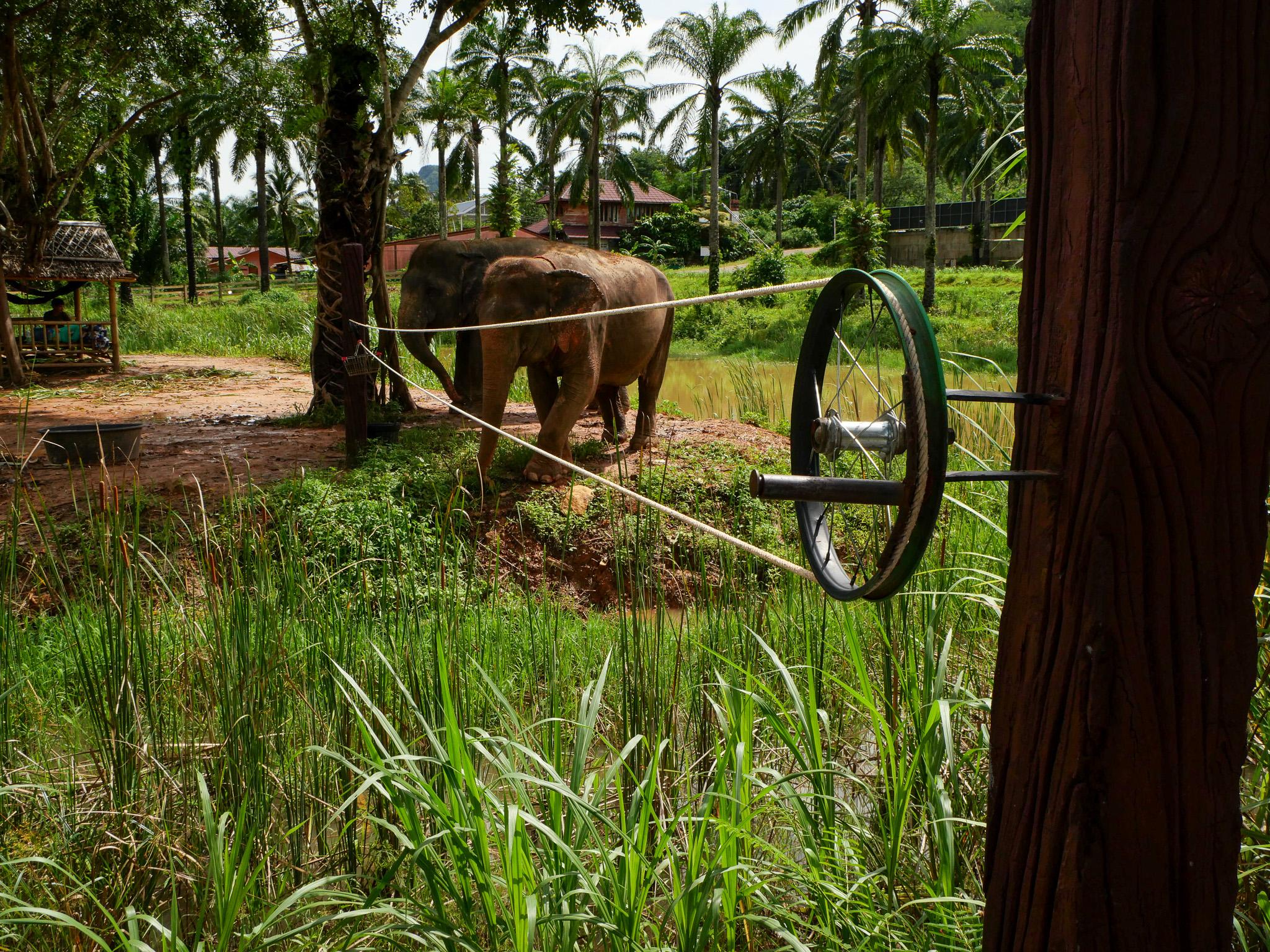 Krabi Ethical Elephant Sanctuary: Observe, Feed & Walk (No Touching)