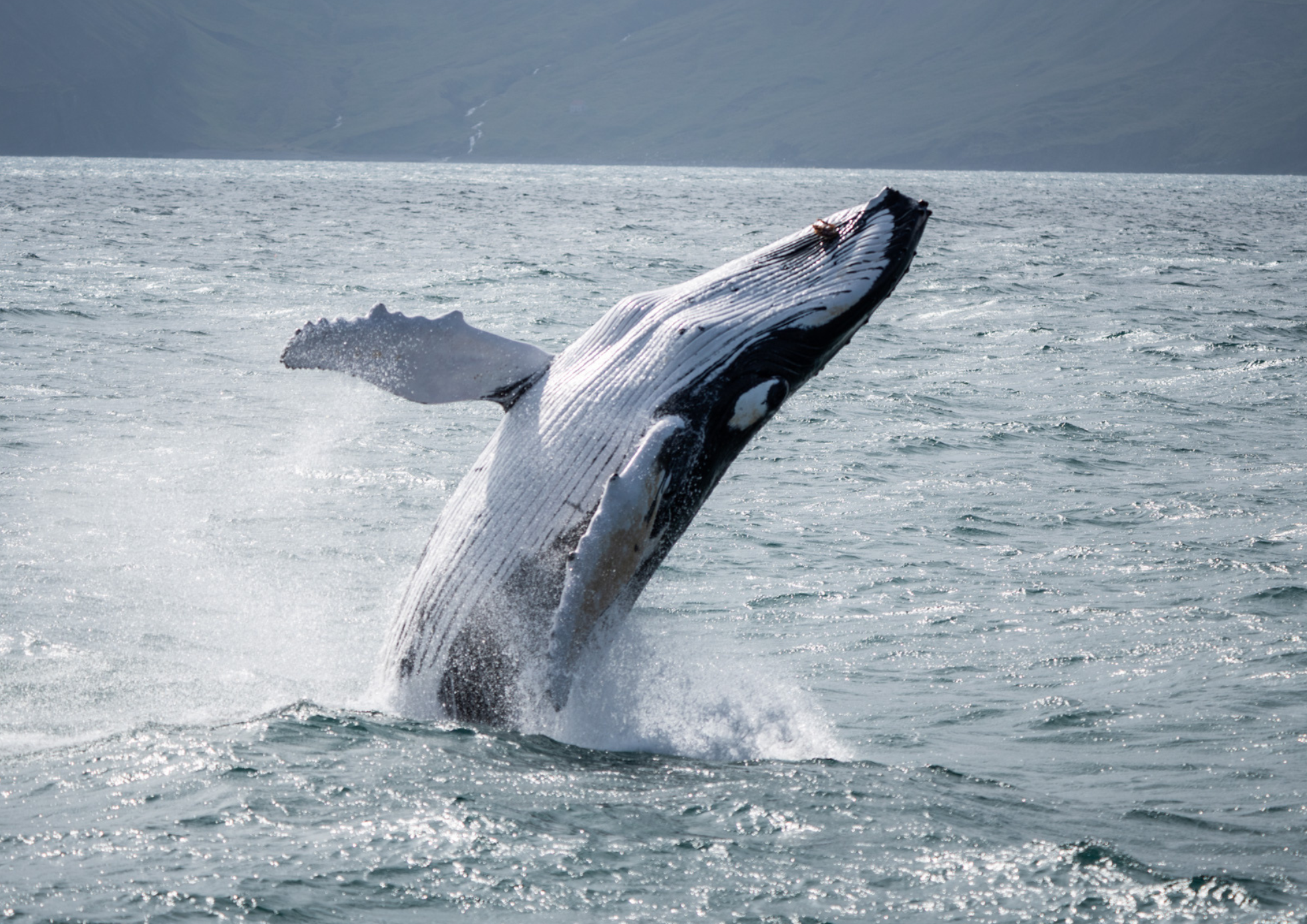 Húsavík: Traditional & Modern Boat Whale Watching Tour