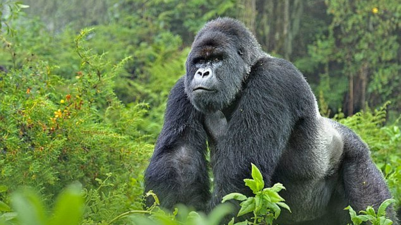 2-Day Gorilla Trekking in Volcanoes National Park