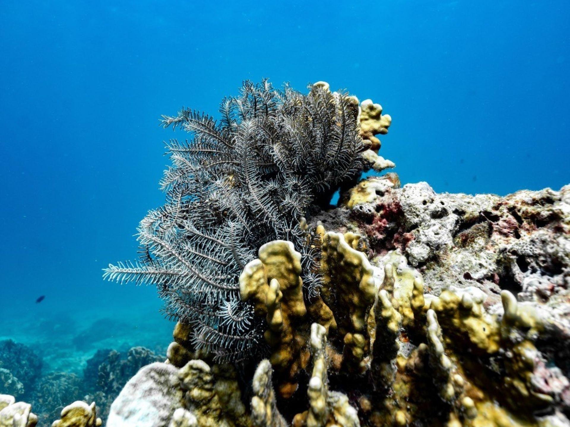 Phuket Speedboat Excursion: Racha & Coral Island