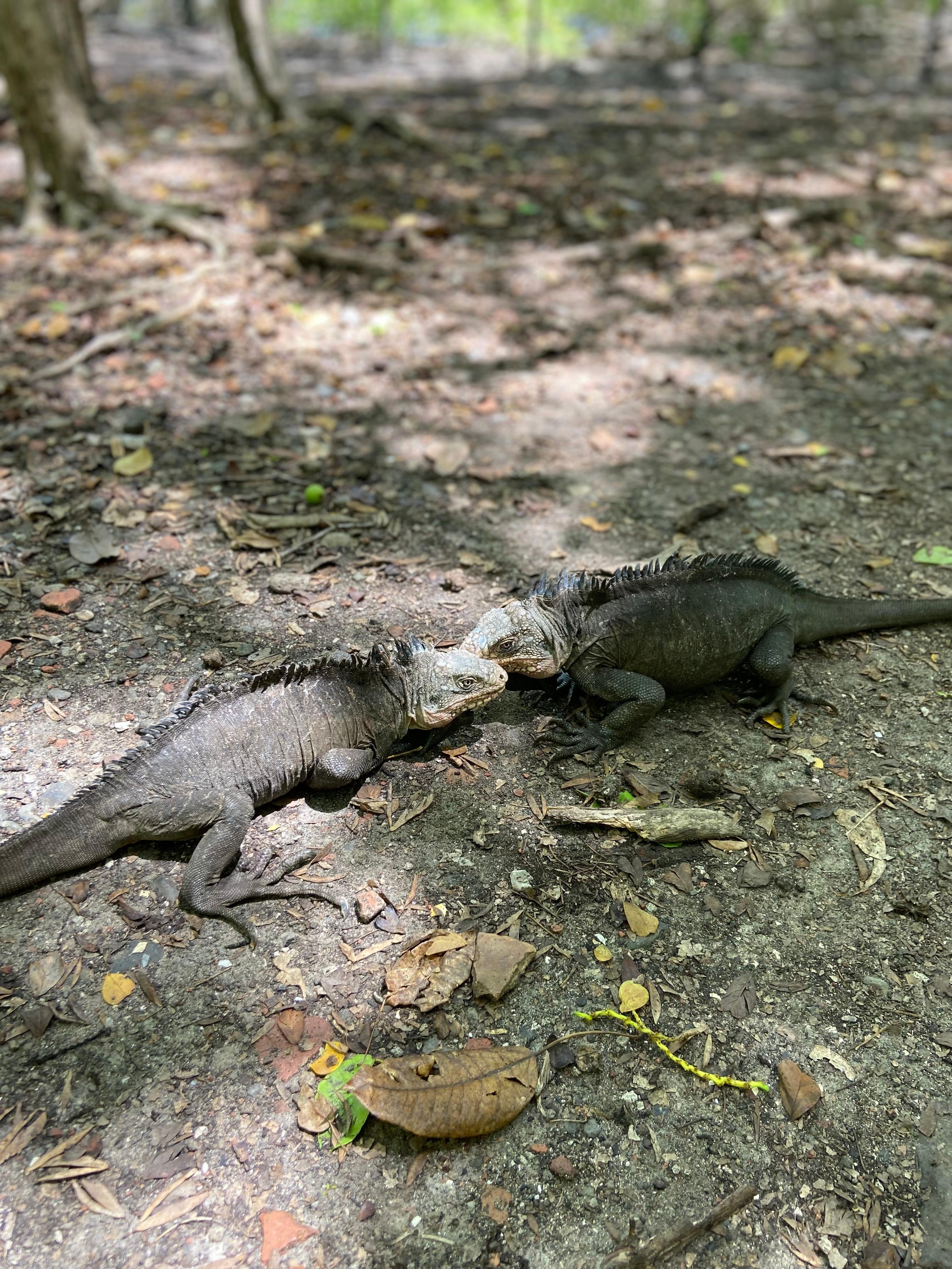 Le François Boat Excursion: Iguana Island & Josephine's Bath