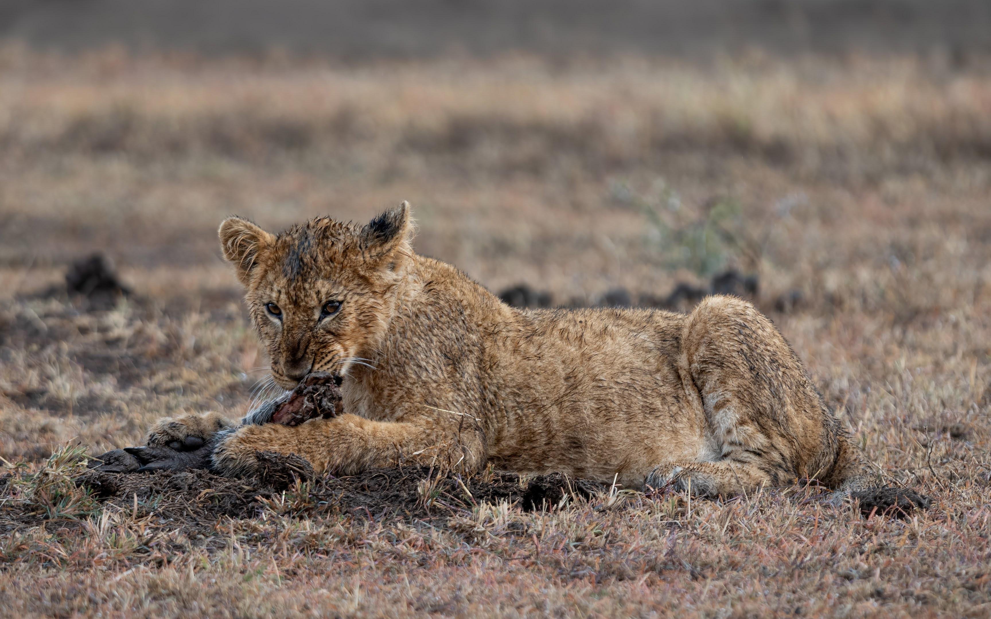 Maasai Mara Express: 1-Day Safari from Nairobi