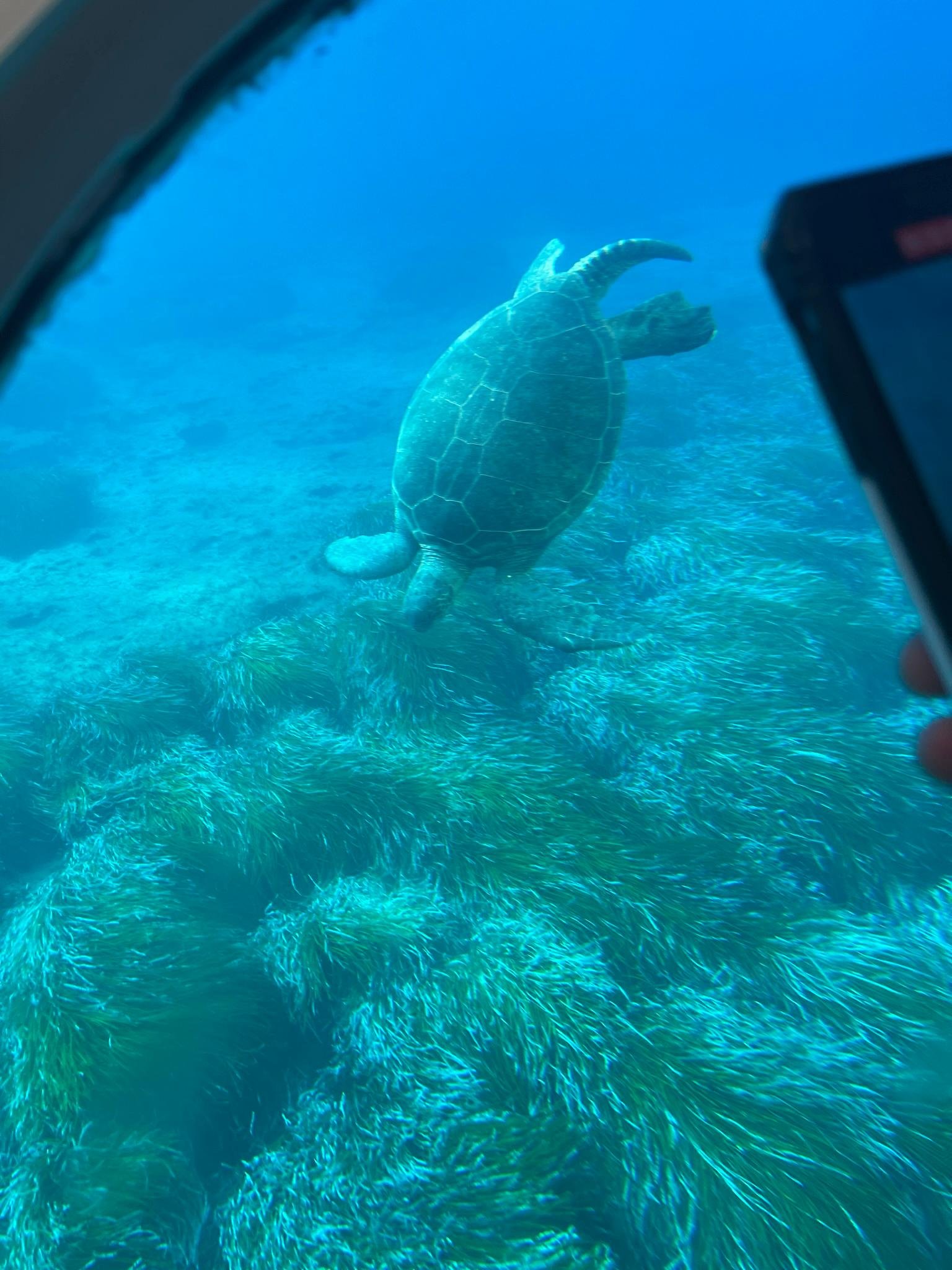 Paphos Turtle Watching & Sunset Cruise with Snorkeling