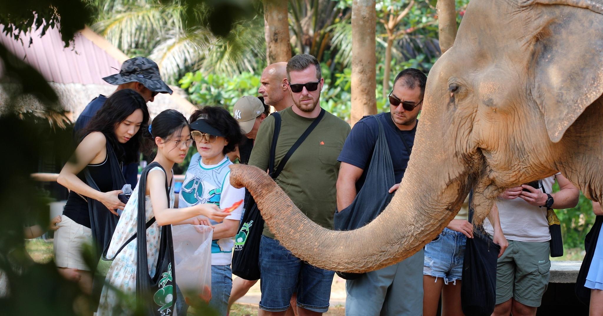 Samui Ethical Elephant Sanctuary Half-Day Experience