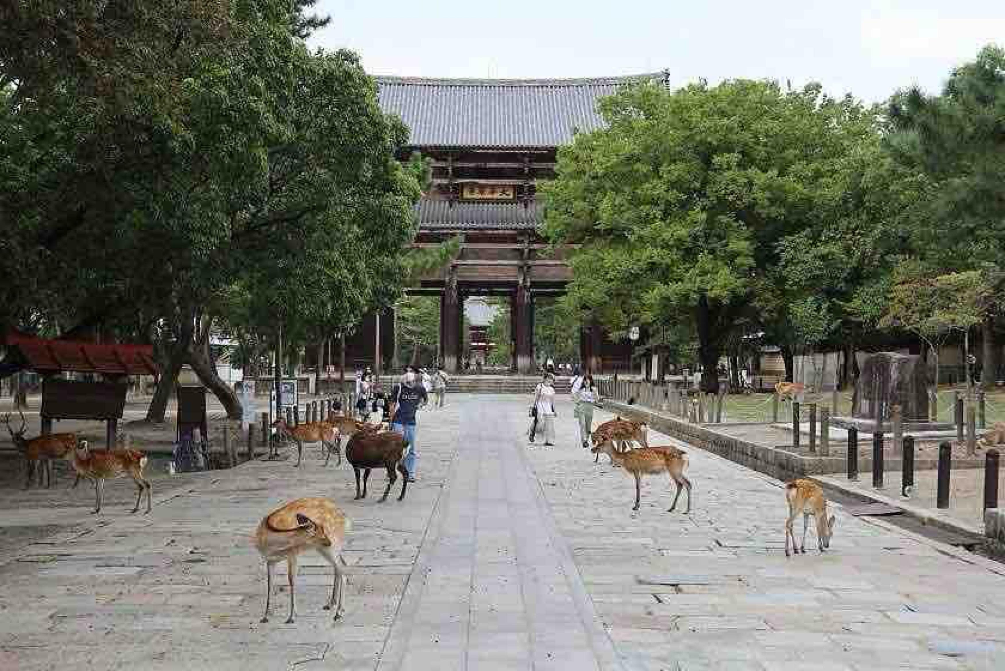 Private Kyoto & Nara Custom Day Tour with Hotel Pickup