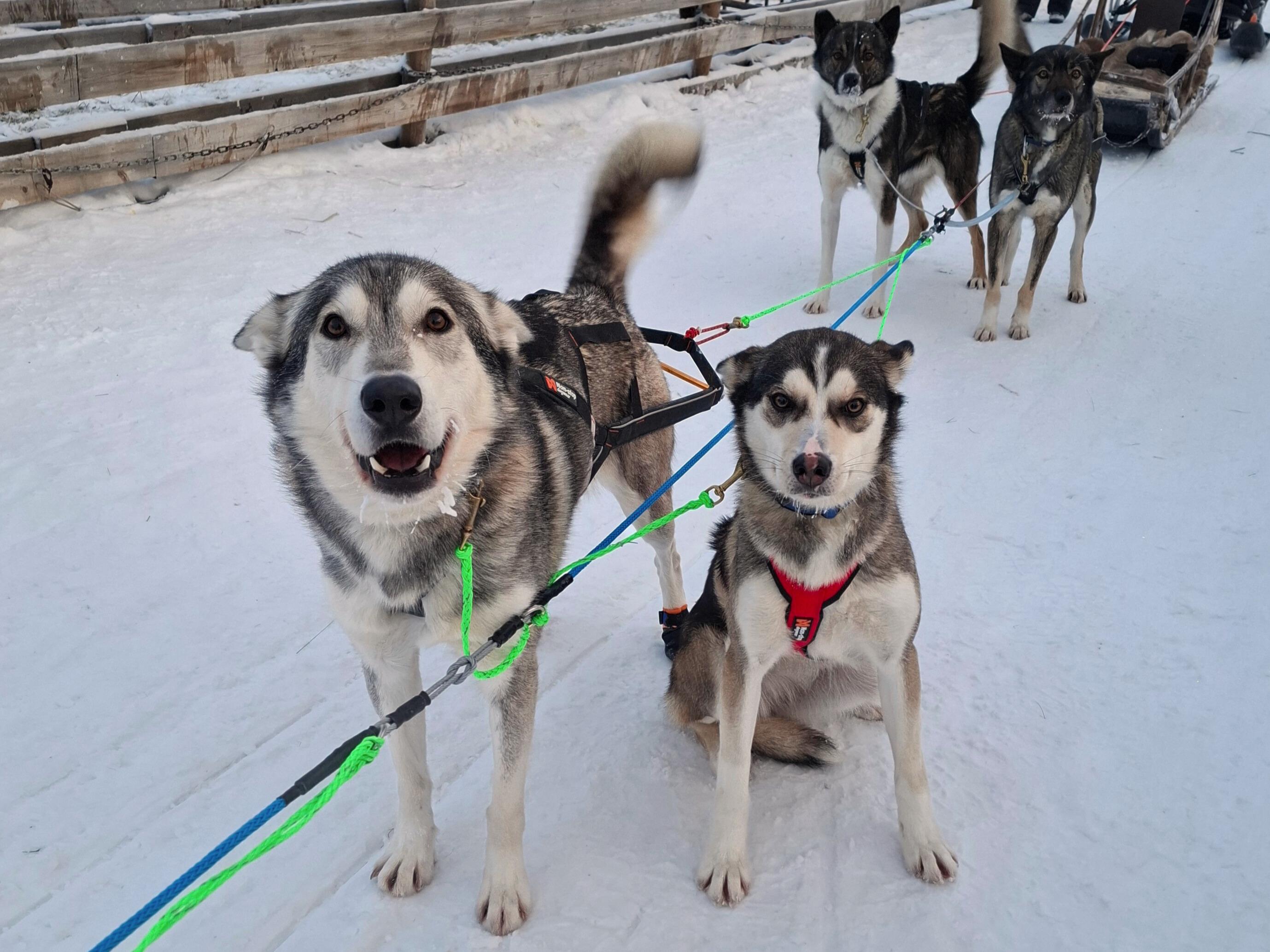 Rovaniemi Self-Drive Husky Safari & Reindeer Farm
