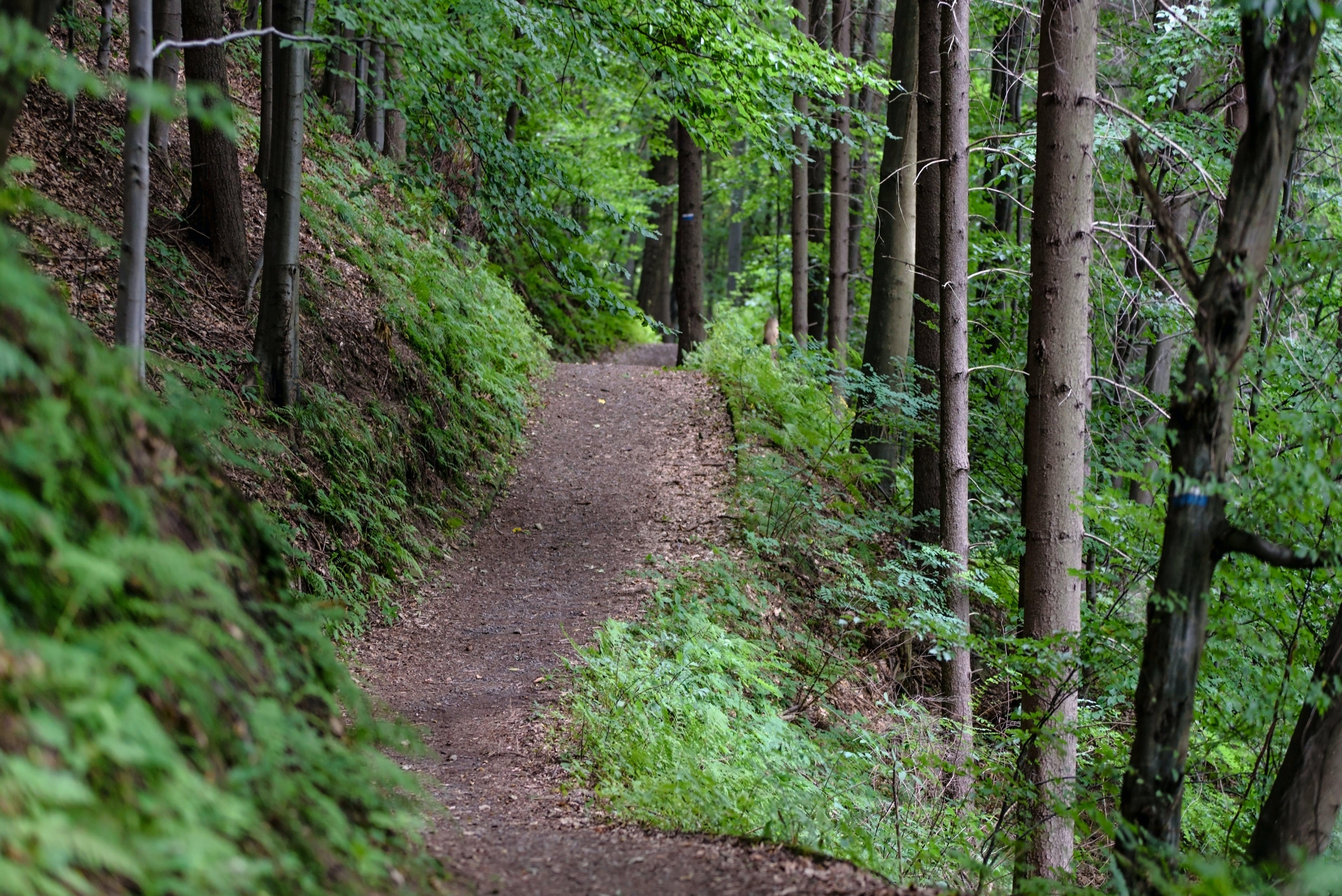 Karura Forest Nature Hiking Expedition