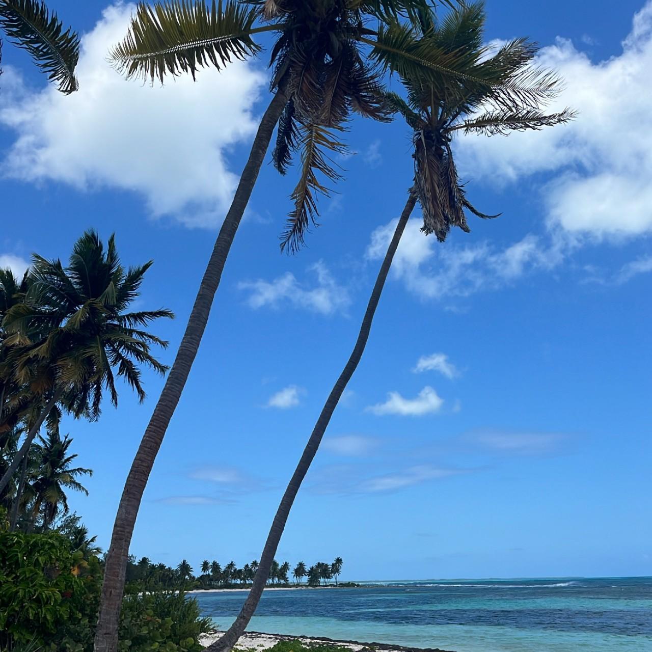 Saona Island Small-Group Escape with Lunch & Natural Pool