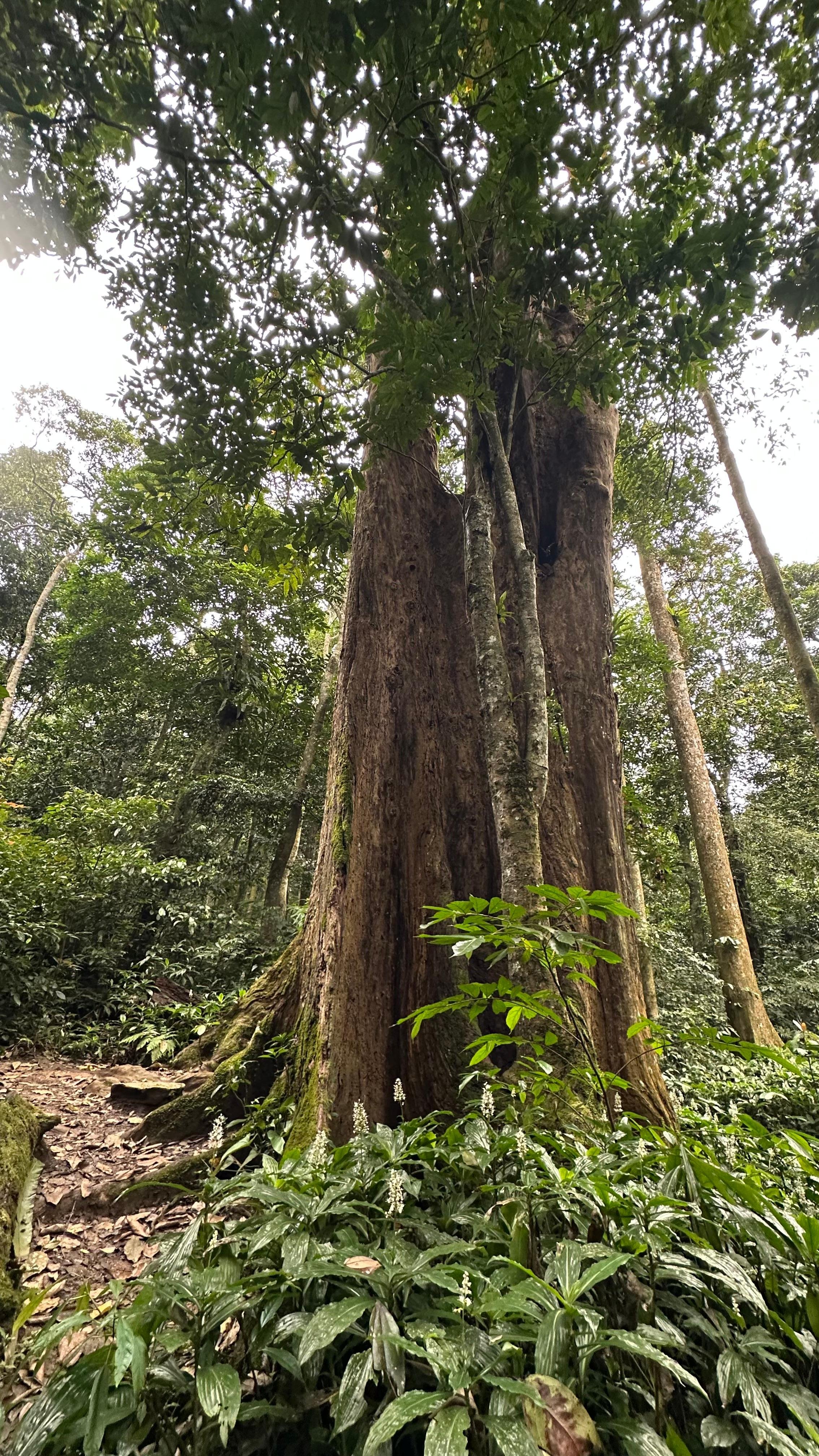 Cuc Phuong National Park Day Trek & Bear Sanctuary from Ninh Binh