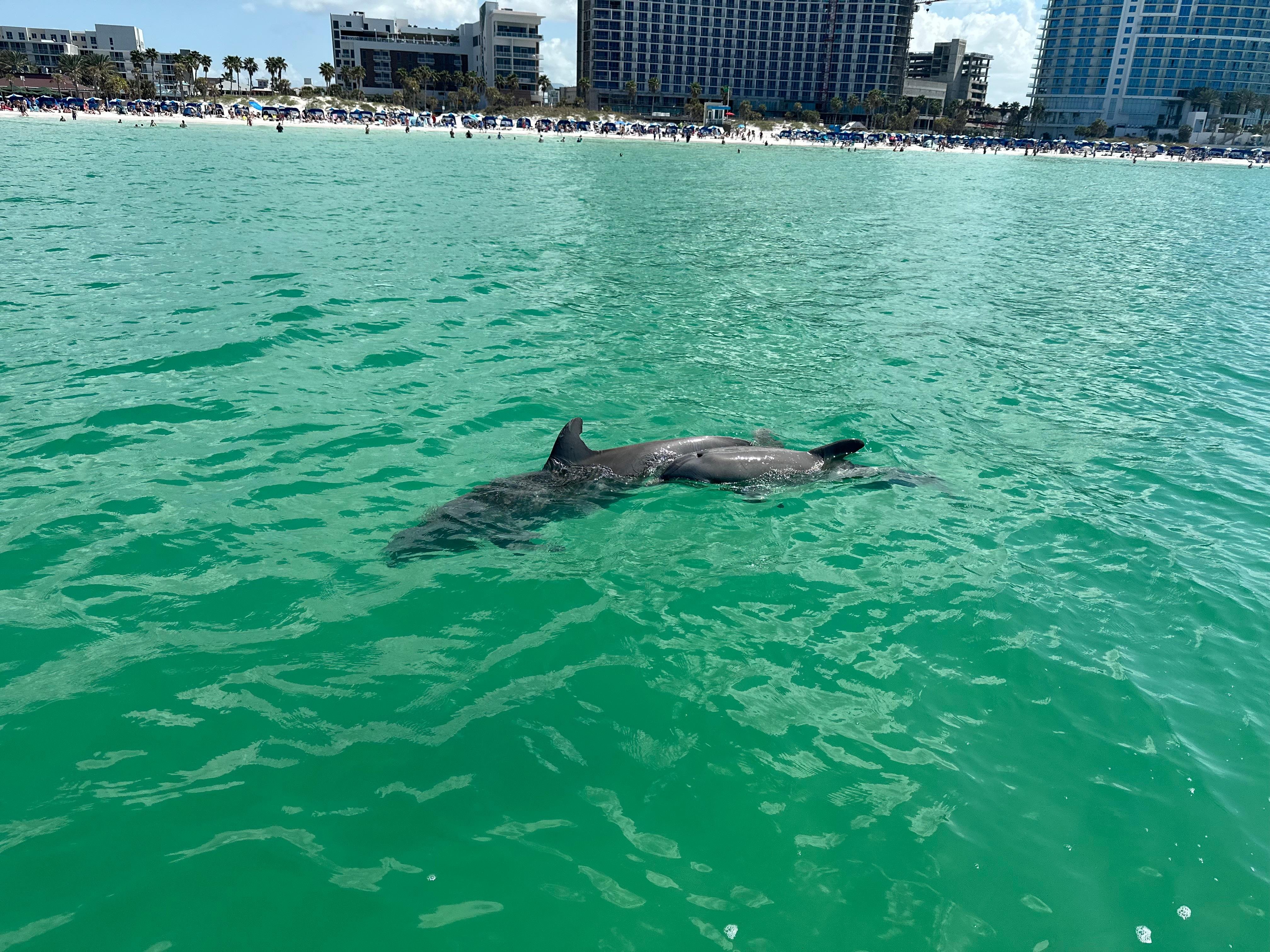 Dolphin & Island Sandbar Cruise, travellers sharing the on-water experience