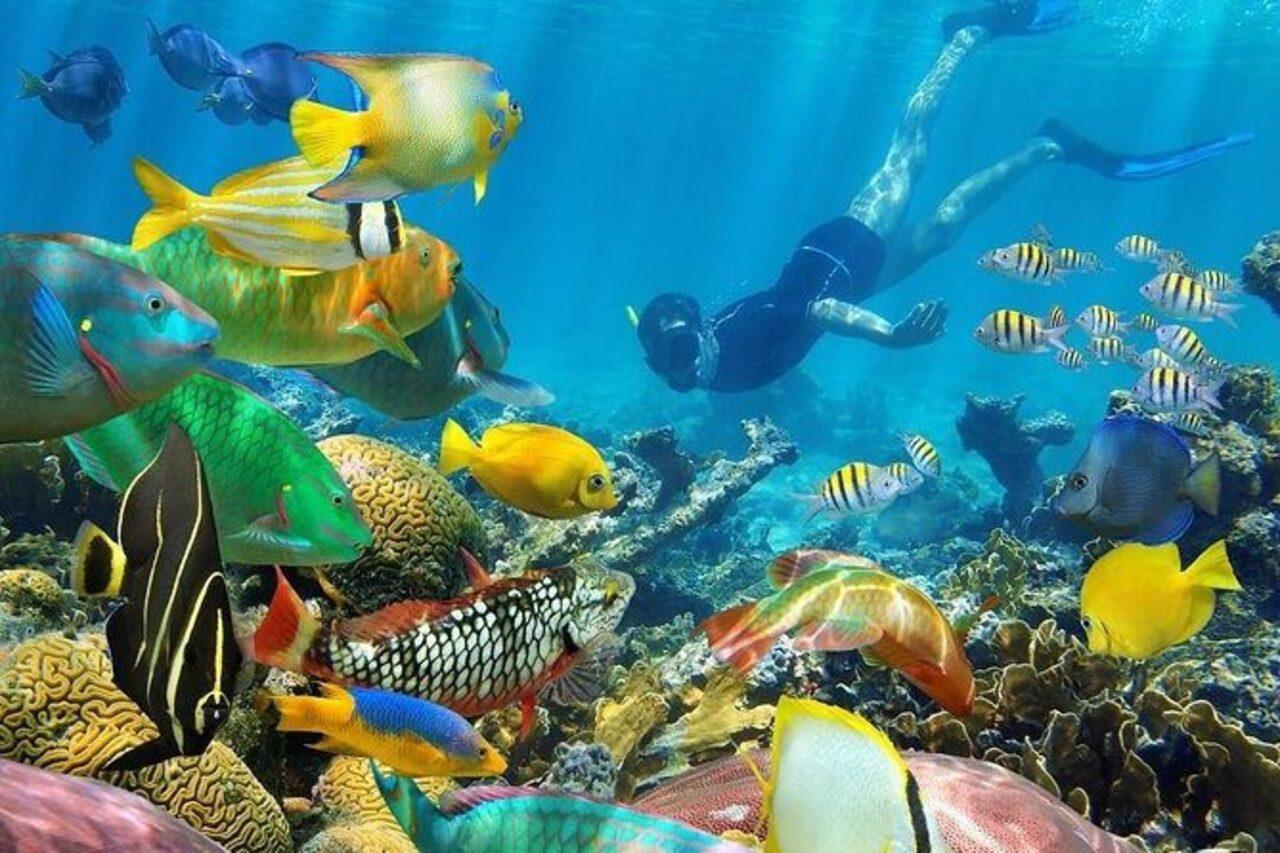 Zanzibar Marine Wonders & The Rock Restaurant Tour