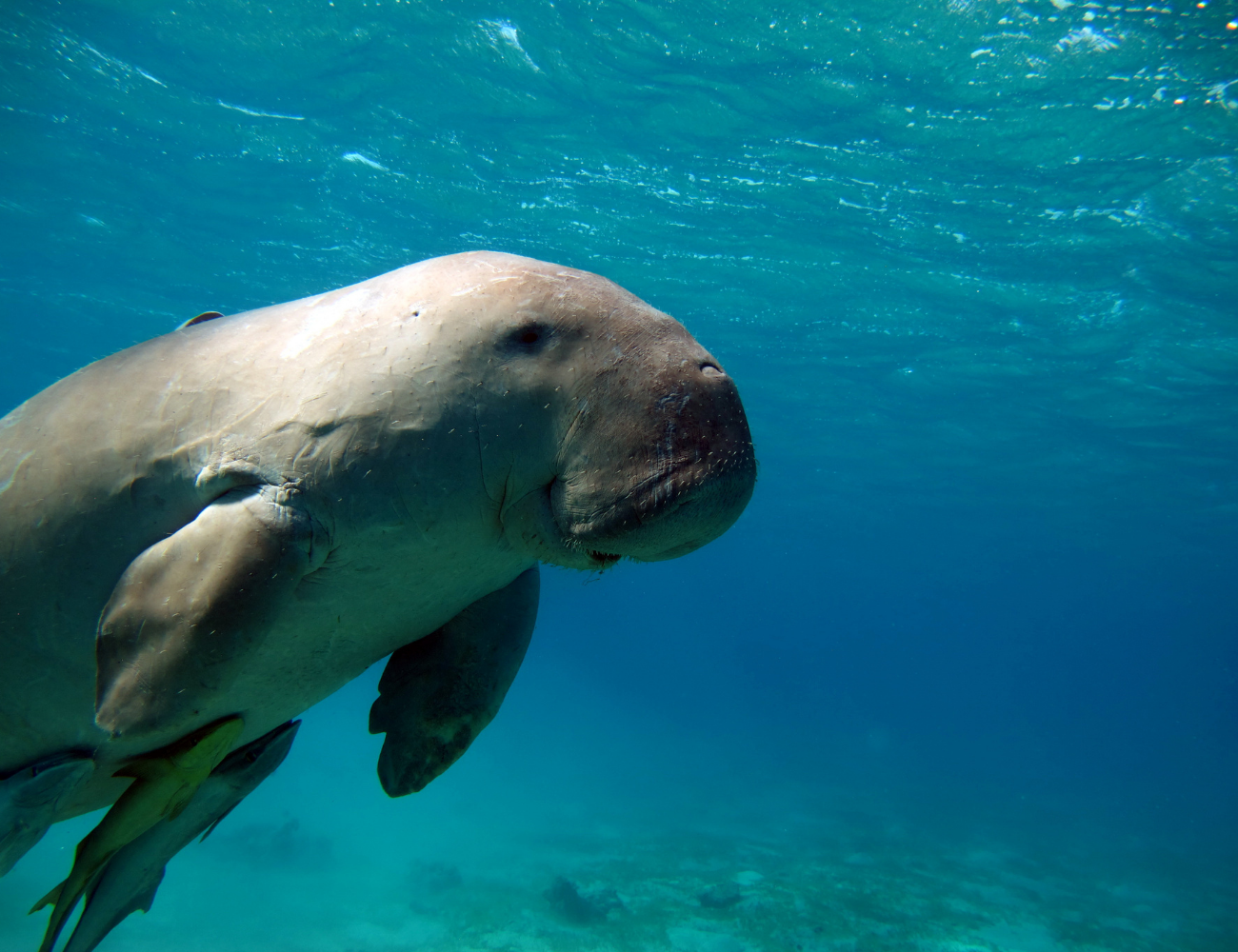 Coron Dugong Watching & Snorkeling Tour with Lunch